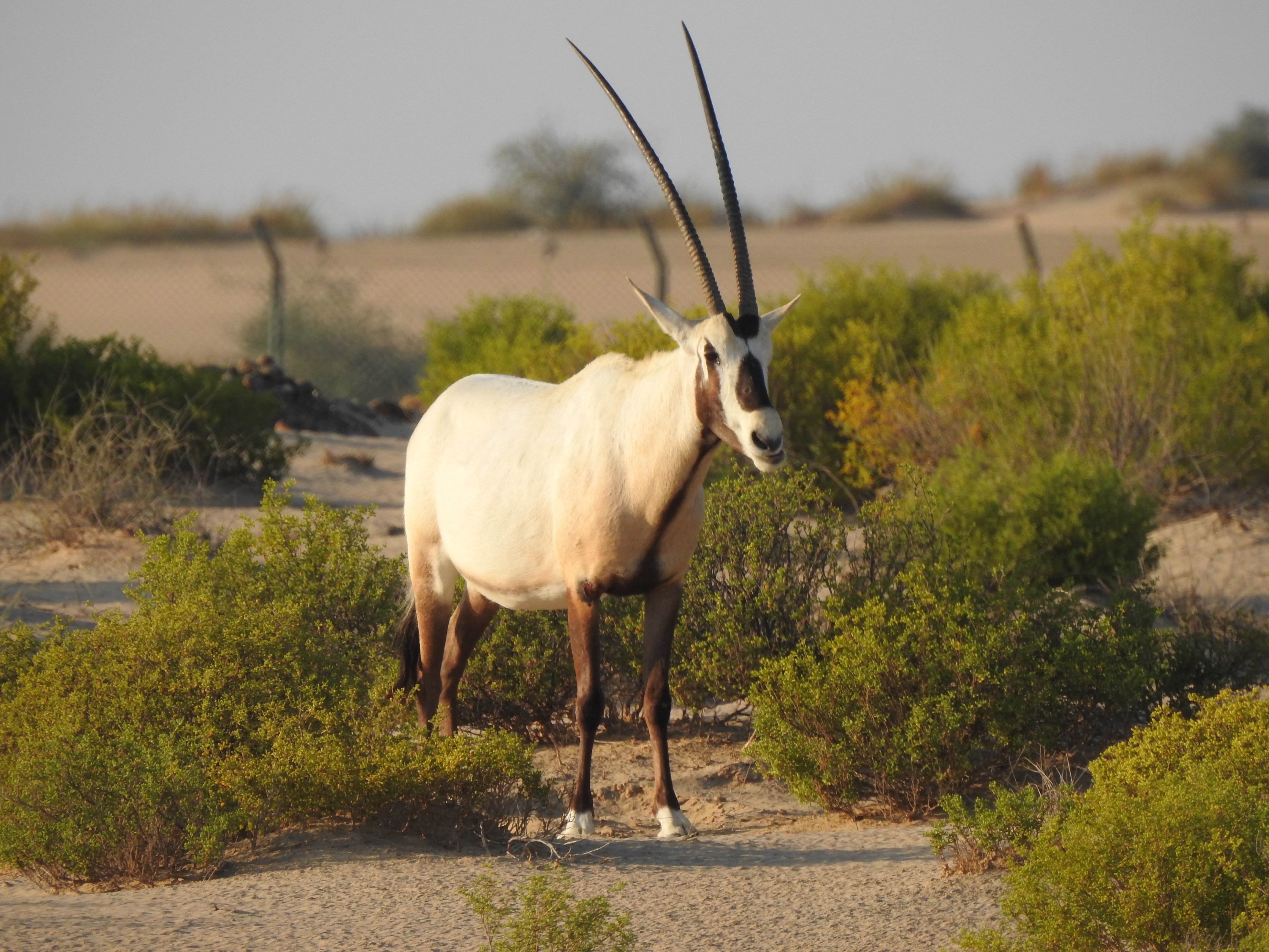 oryx