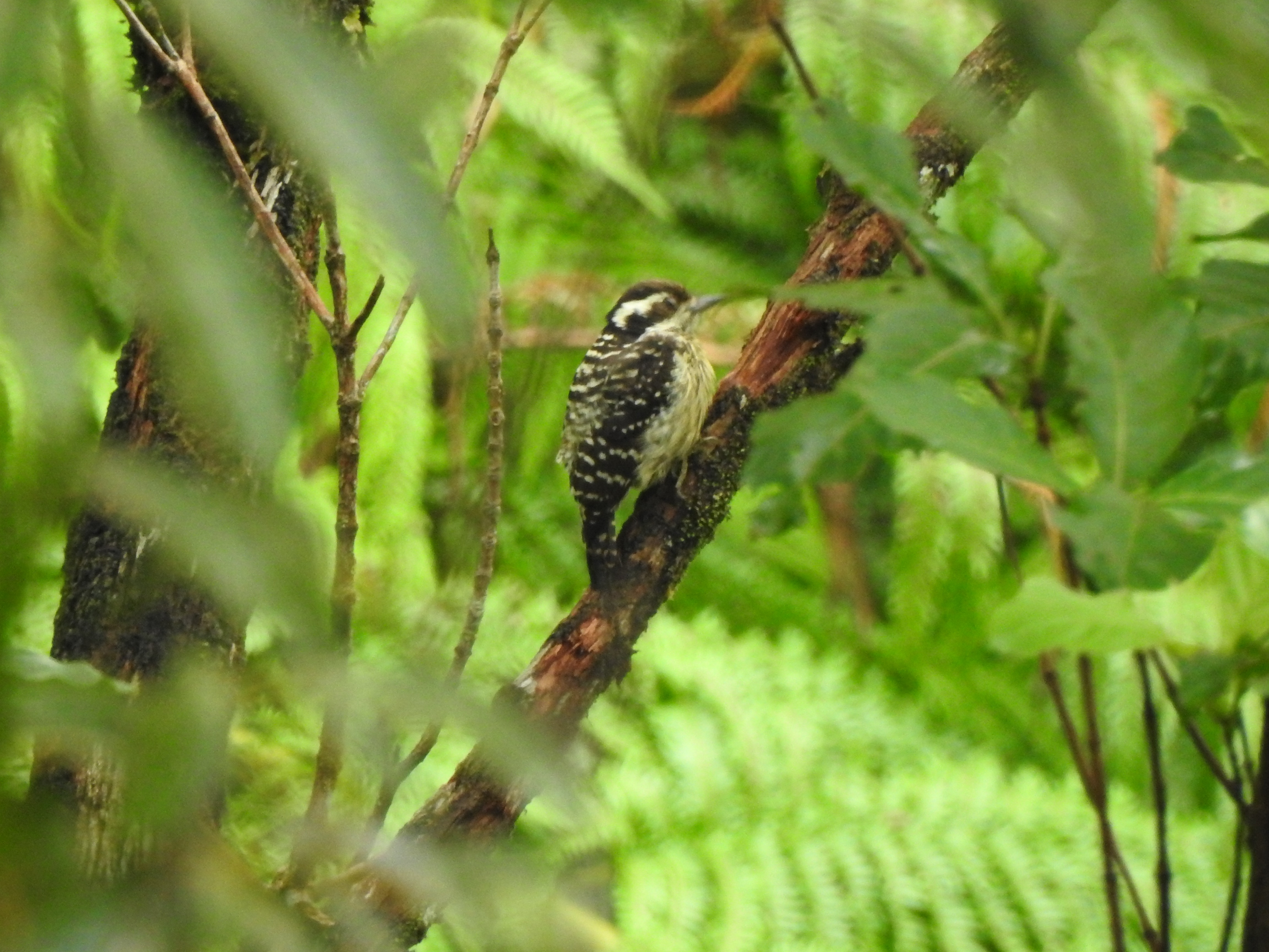 philwoodpecker
