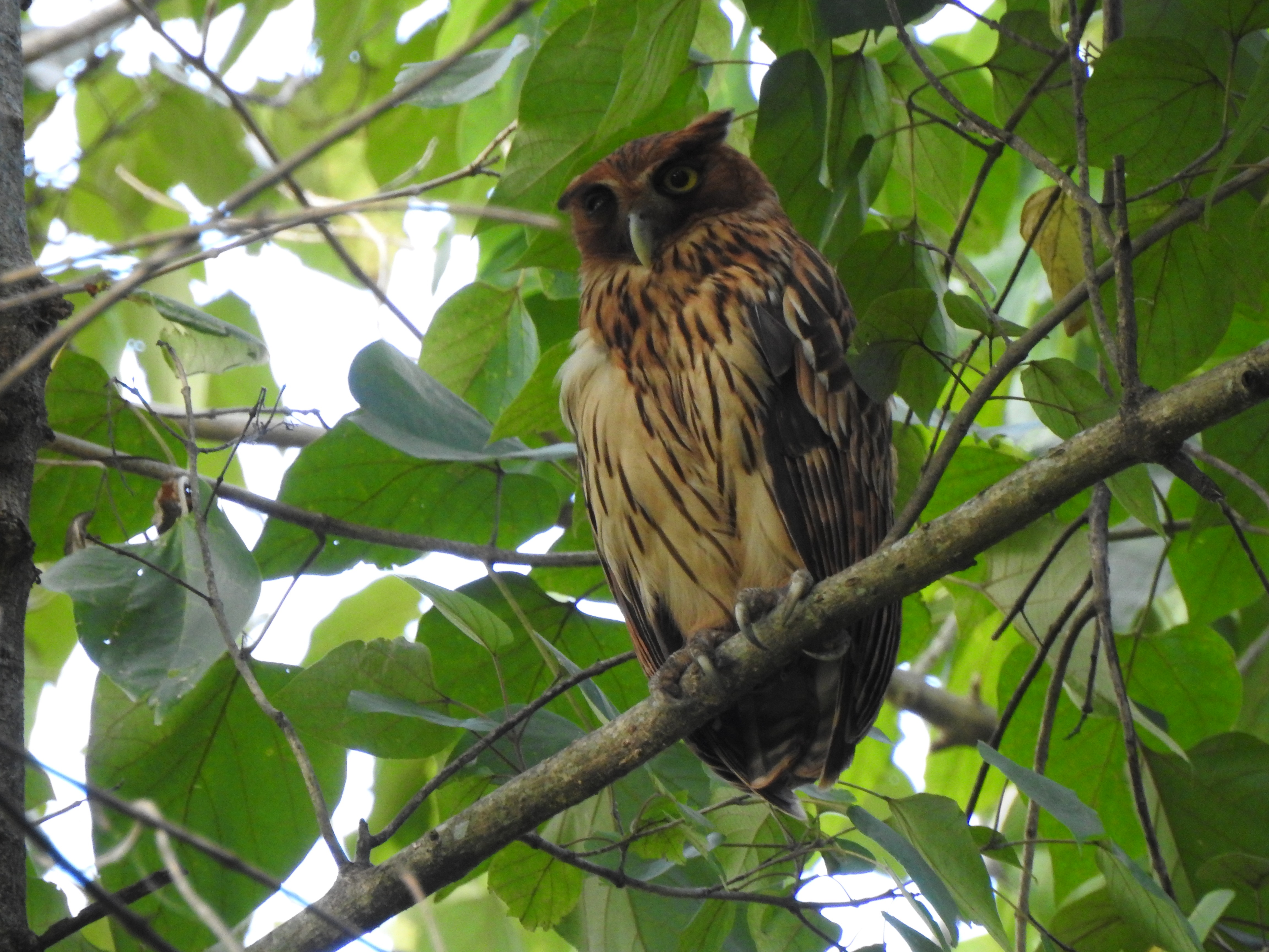 pholeagleowl