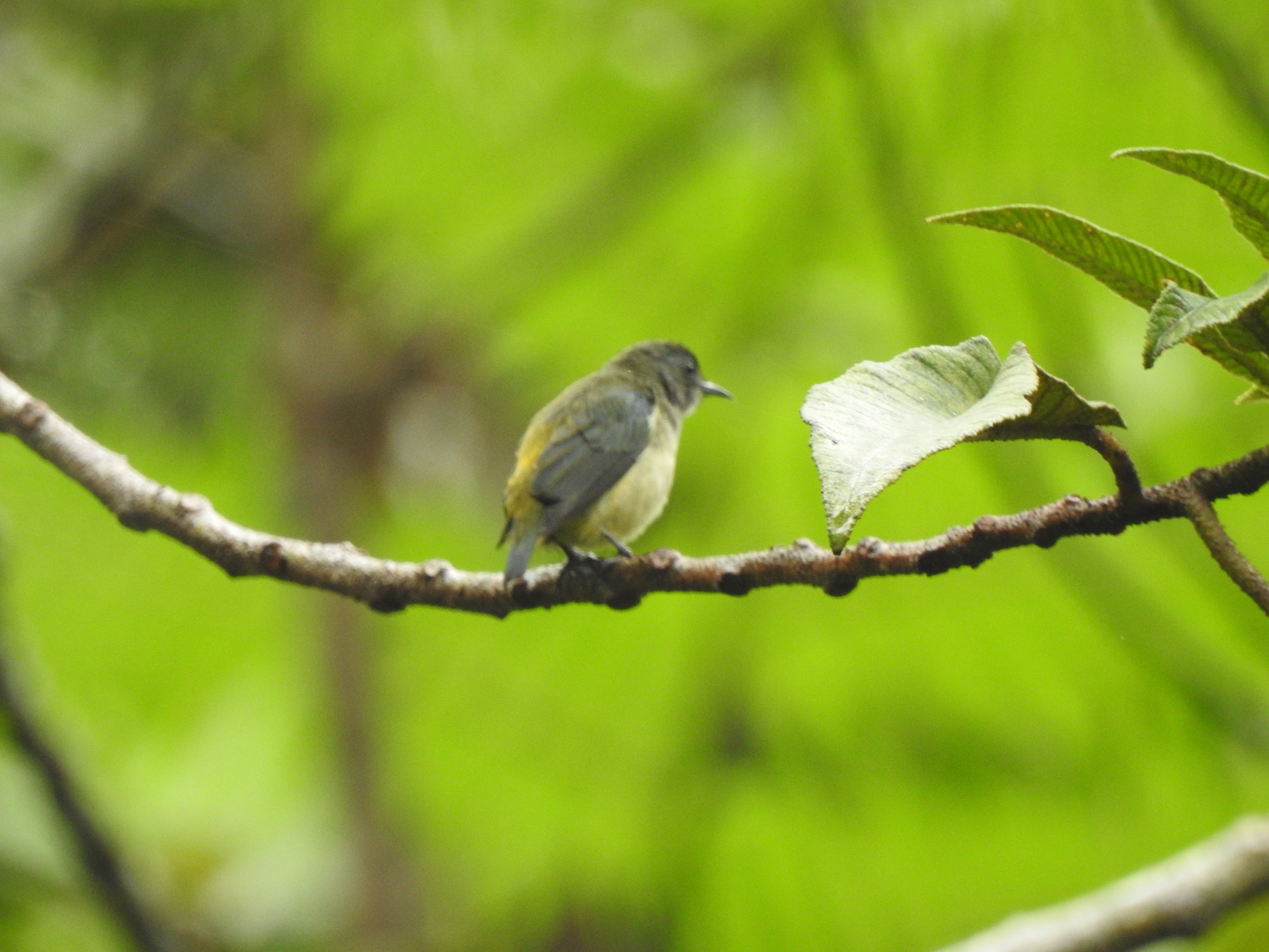 pygmyflowpeck