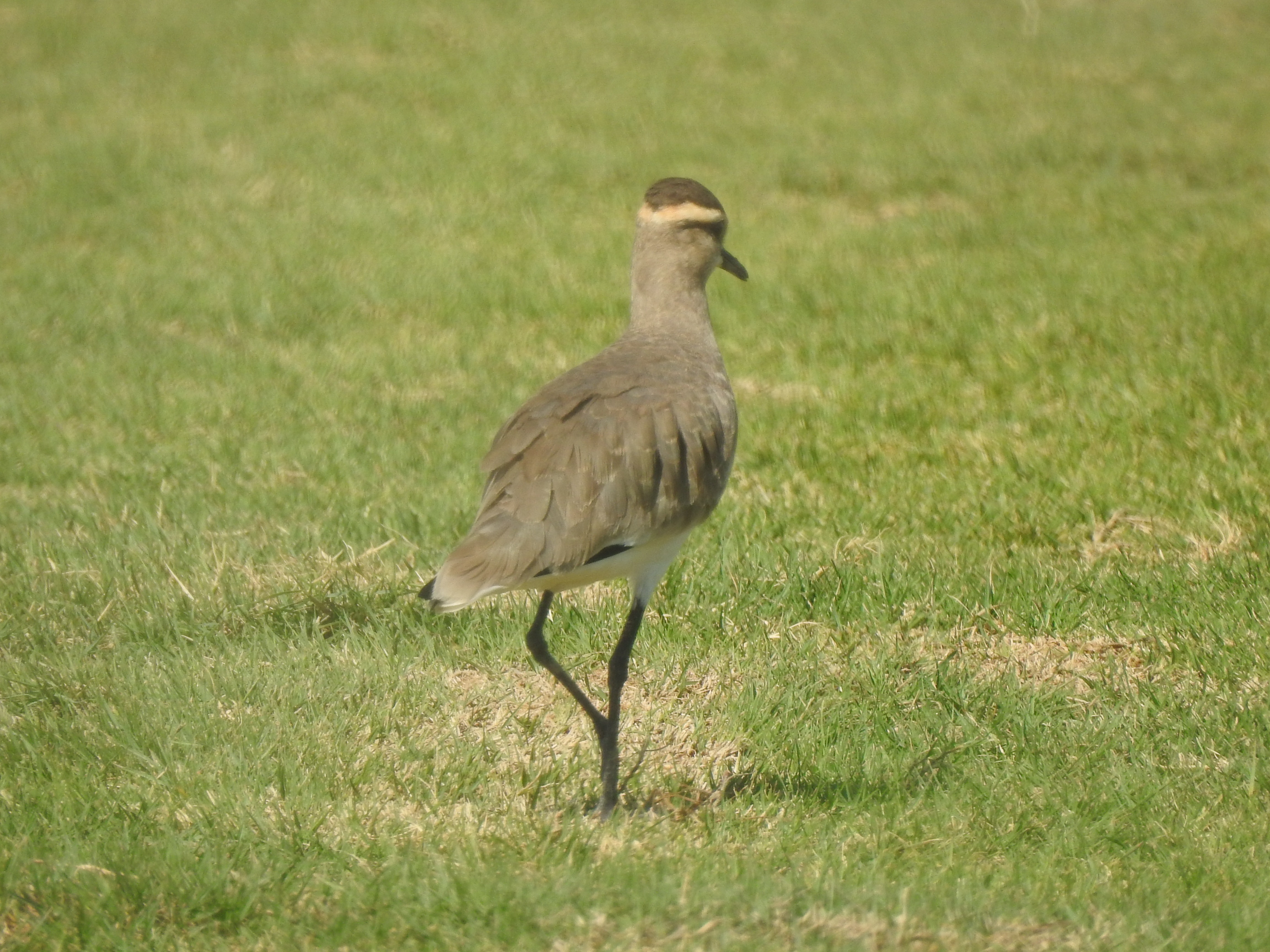sociablelapwing