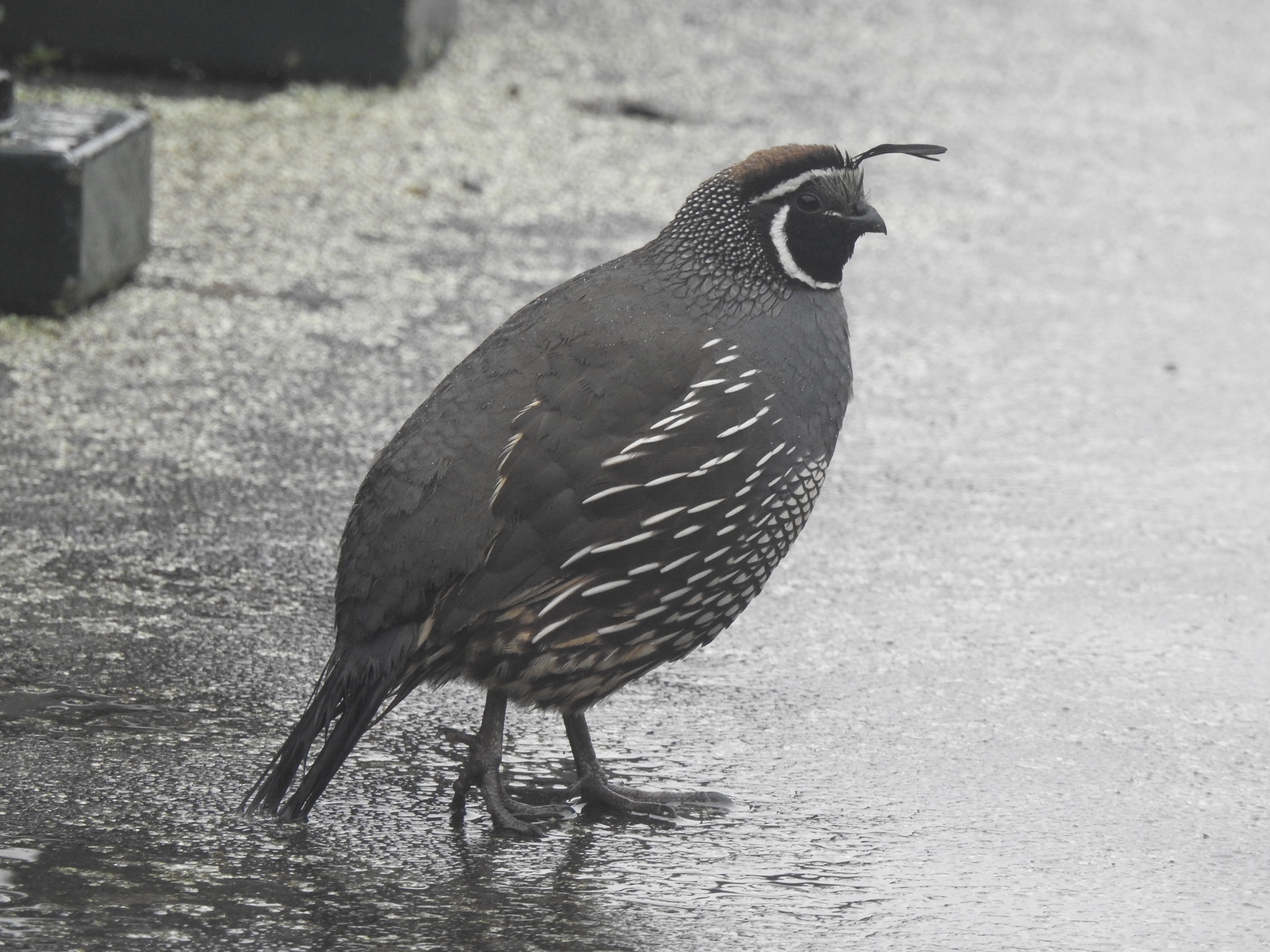 calquail2