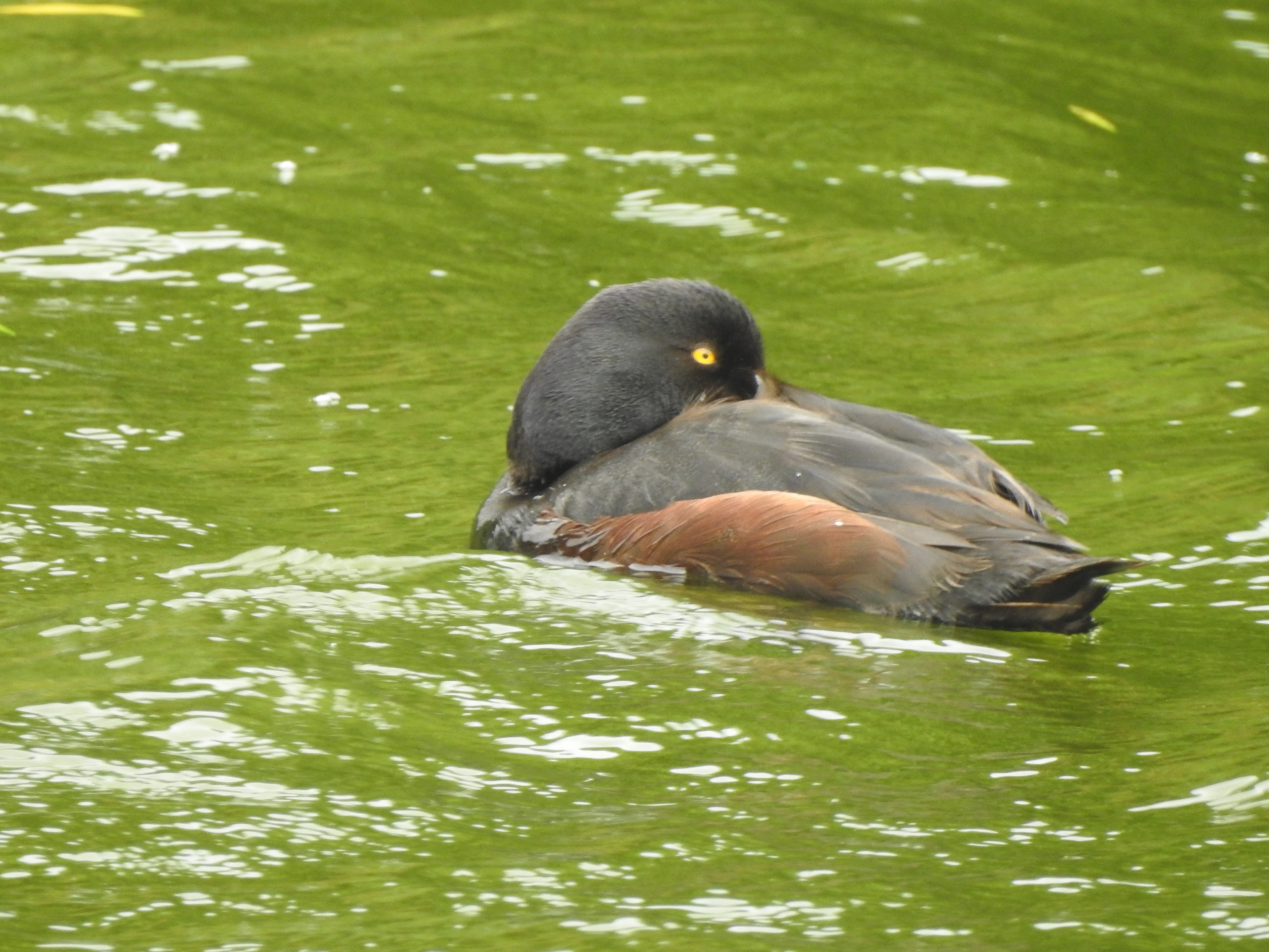 nzscaup