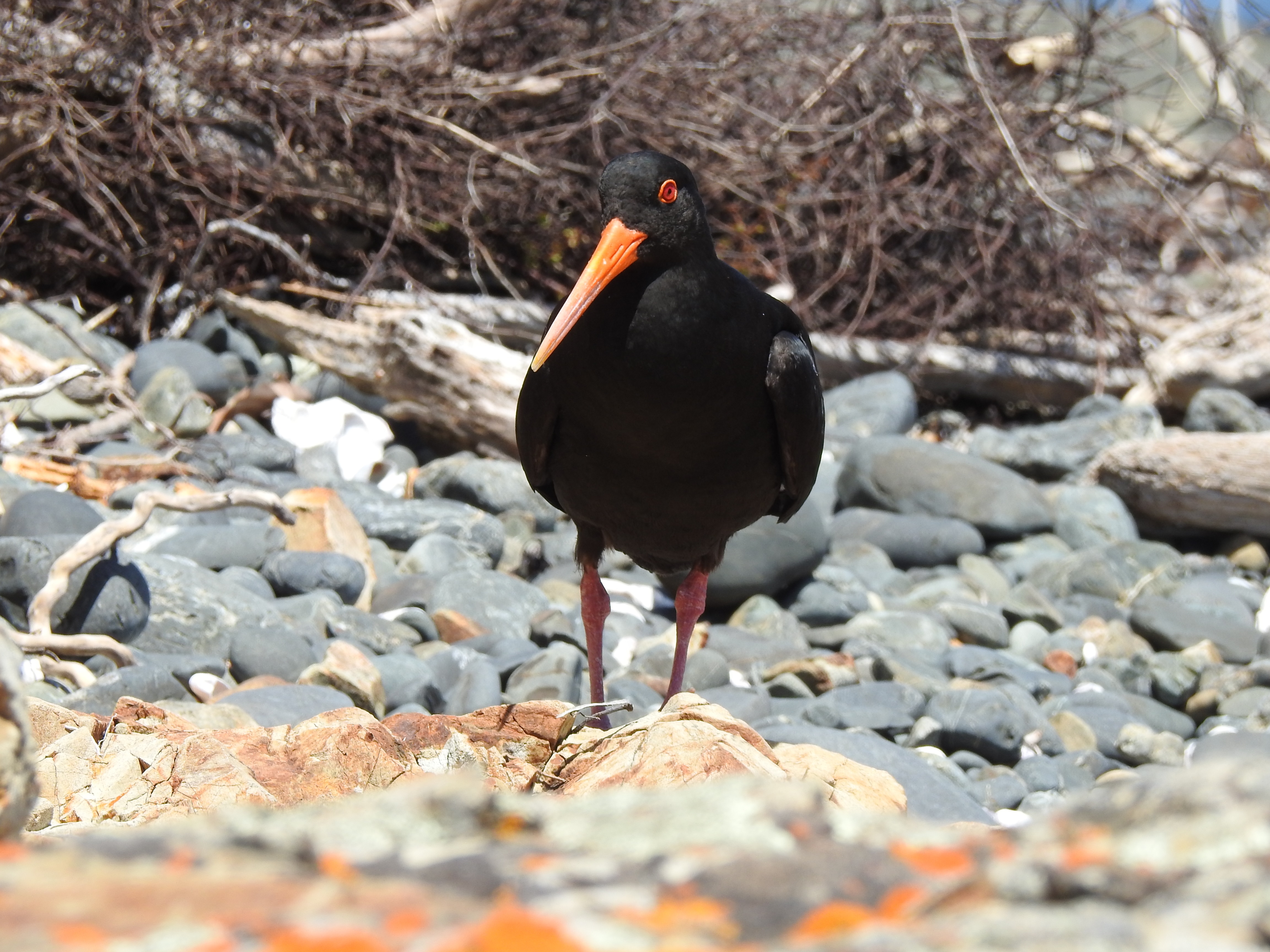 varoysterc