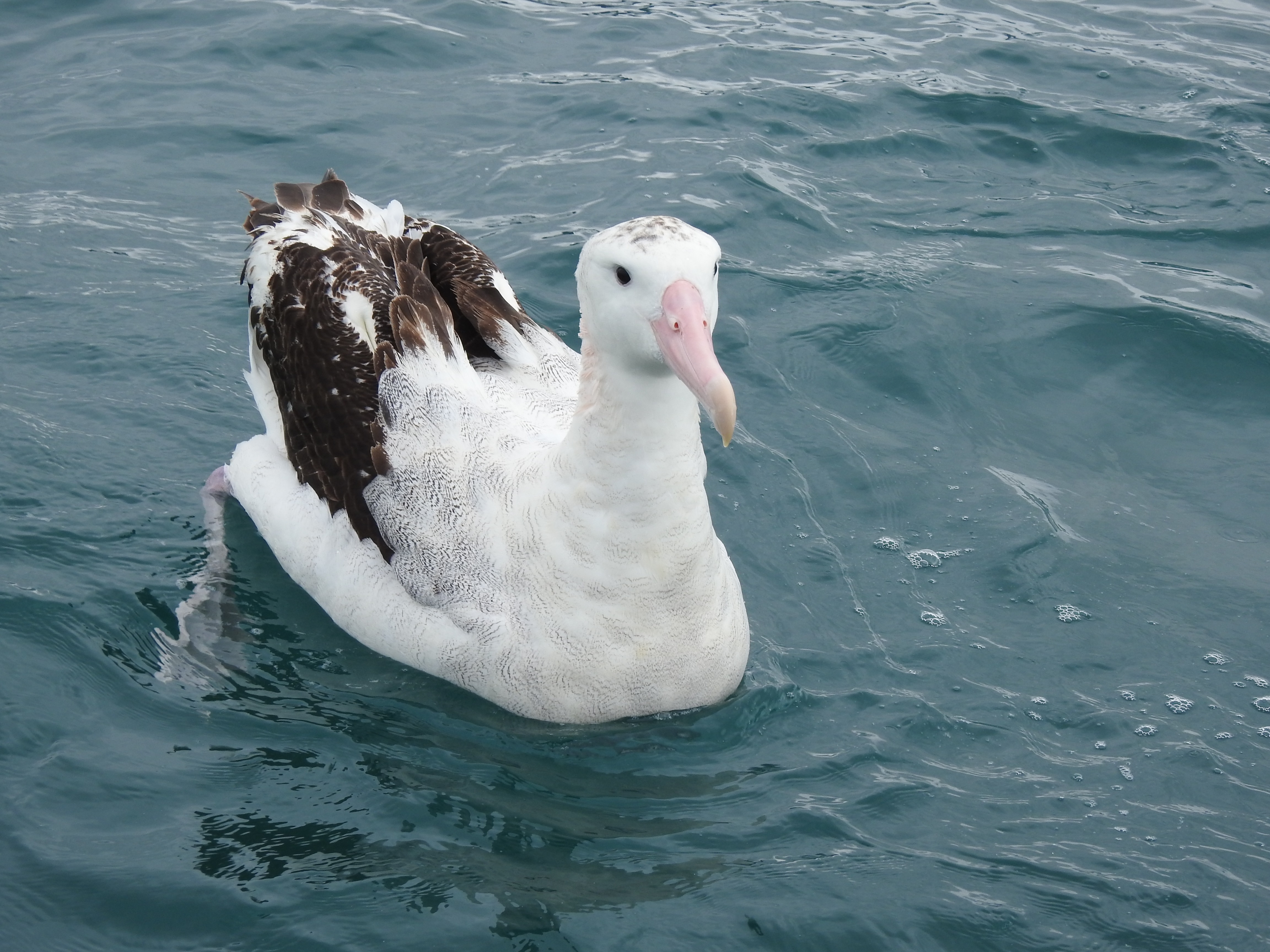 wanderingalbatross2