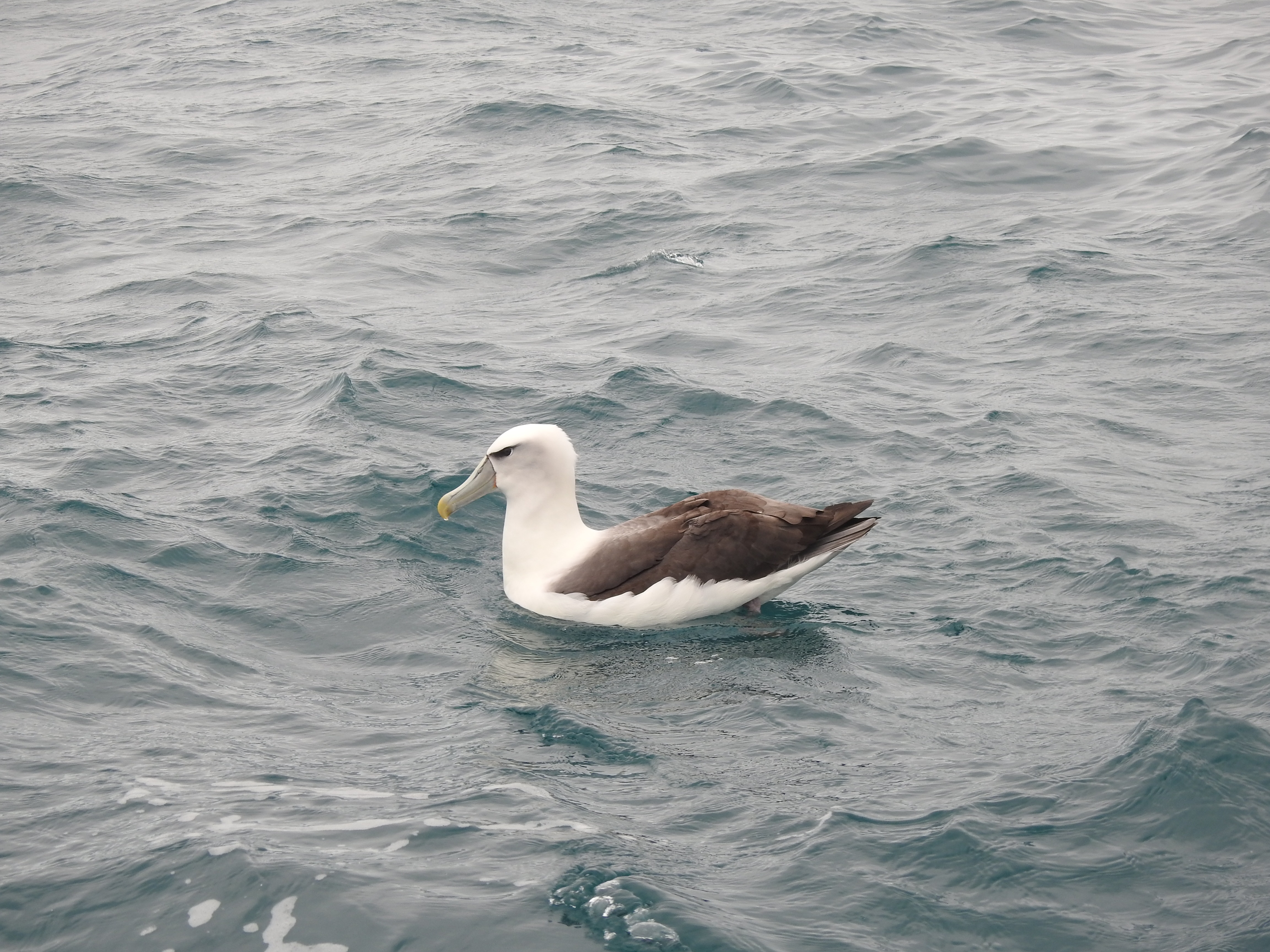 whitecappedalbatross