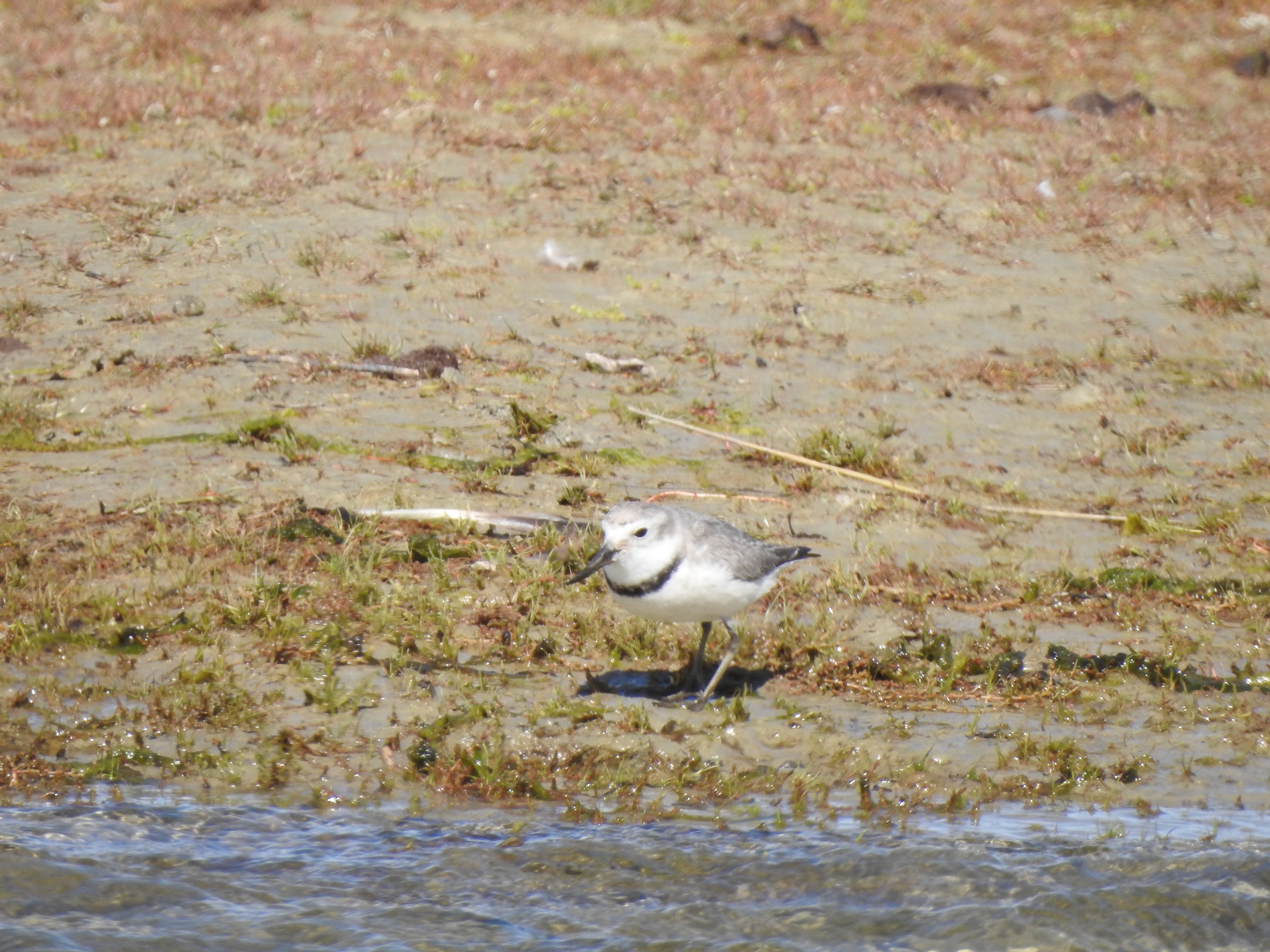 wrybill