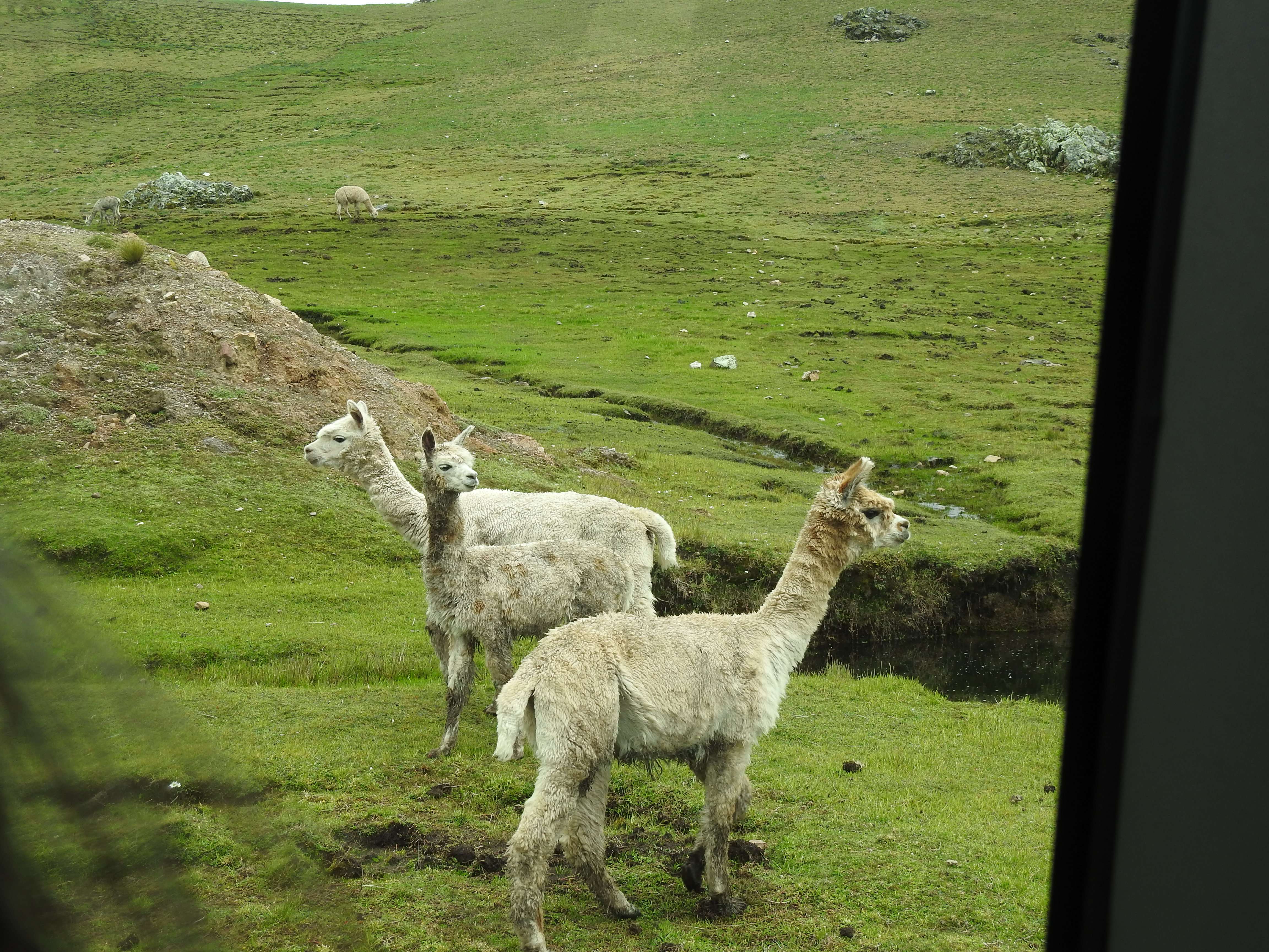 alpacas - Copy