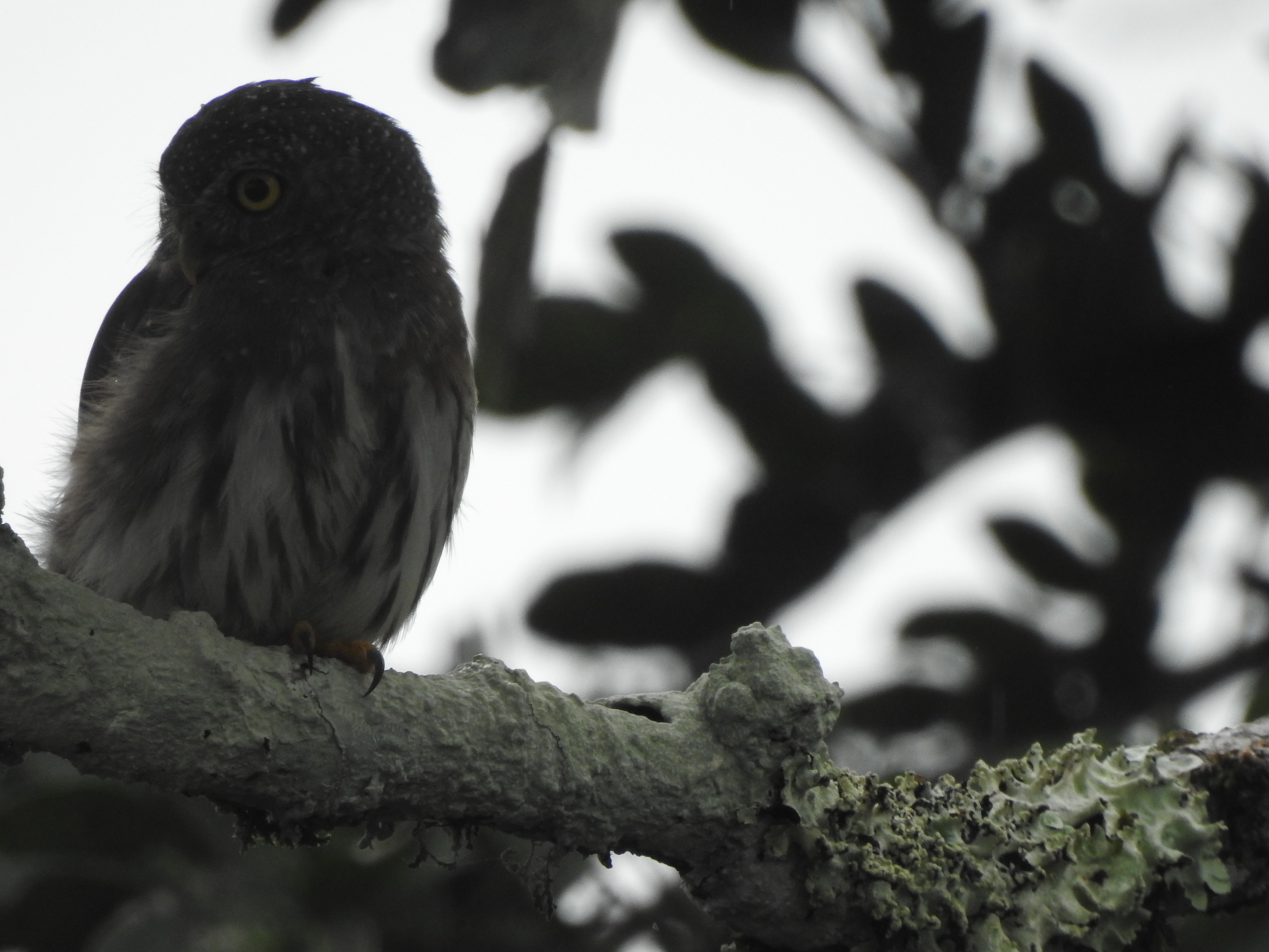 amazonianpygmyowl - Copy