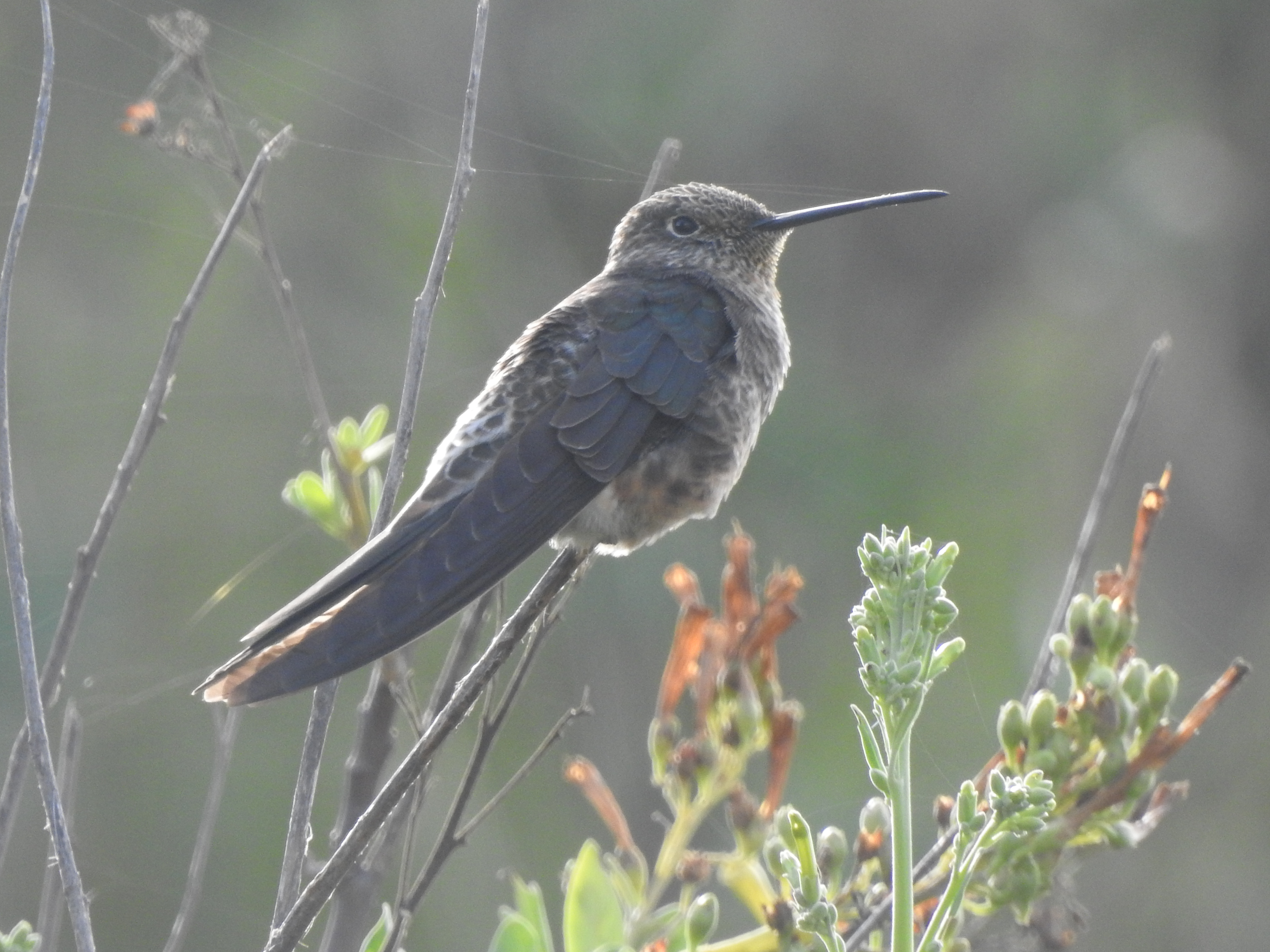 gianthummingbird