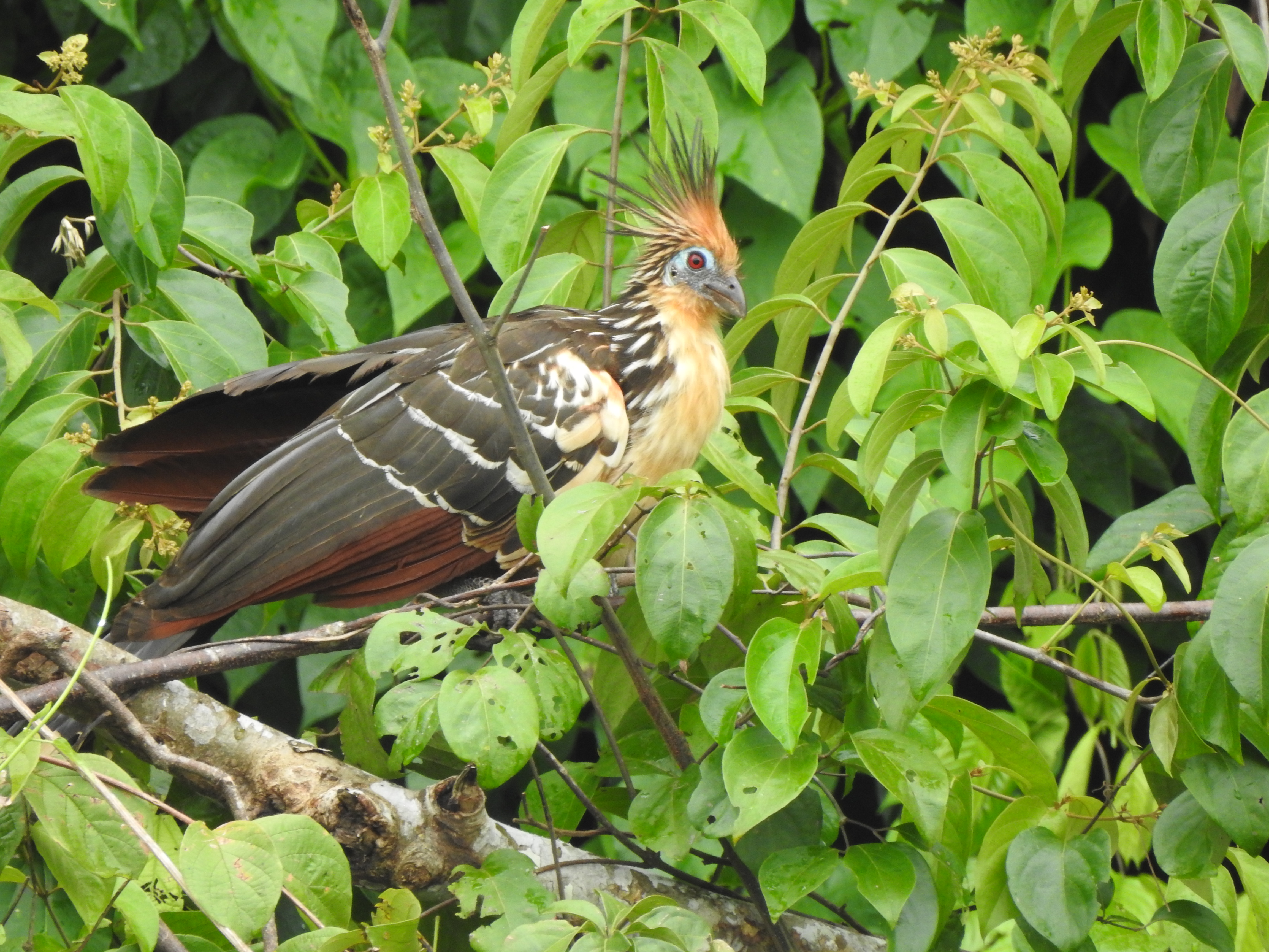 hoatzin2 - Copy