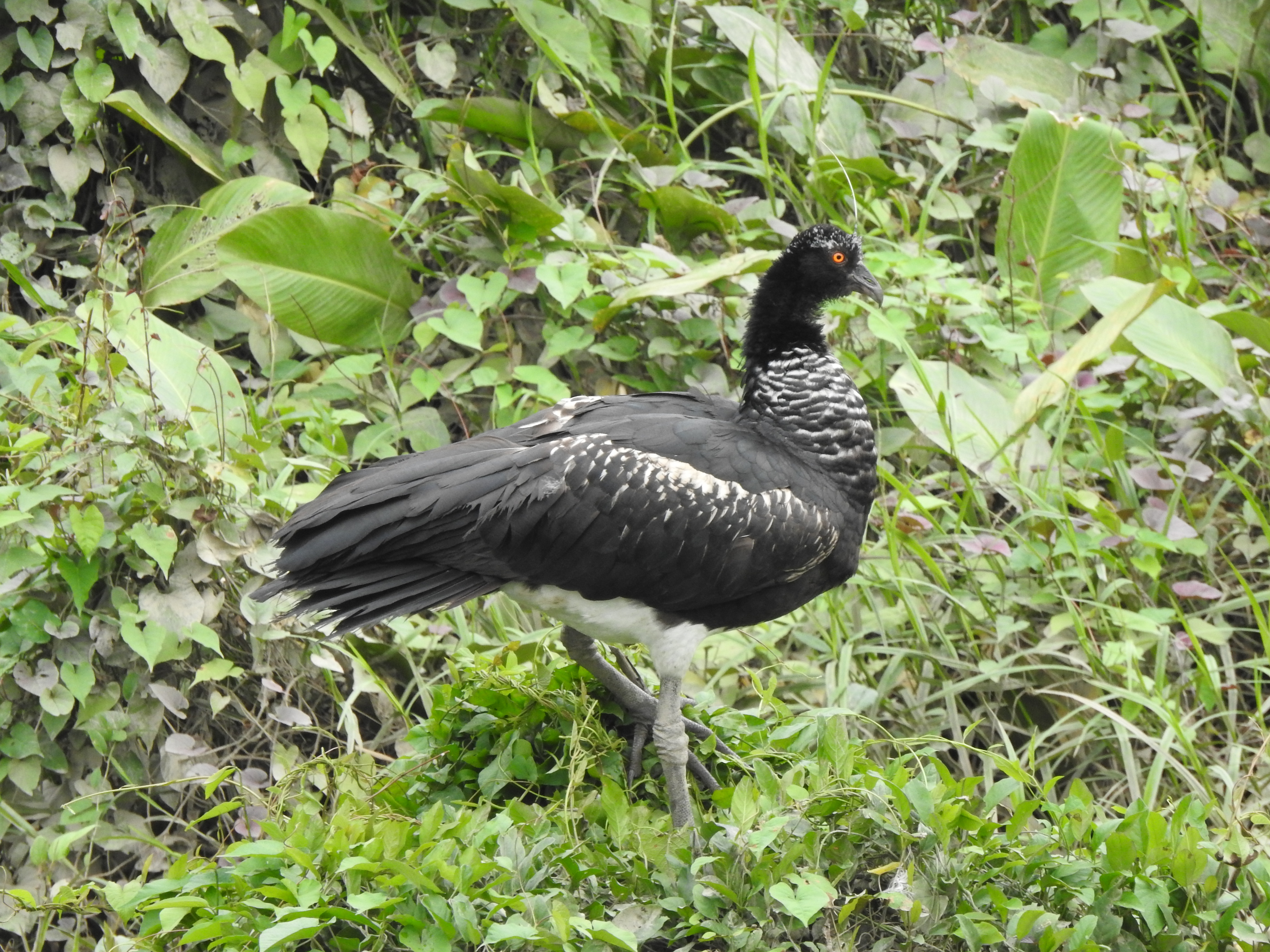 hornedscreamer - Copy