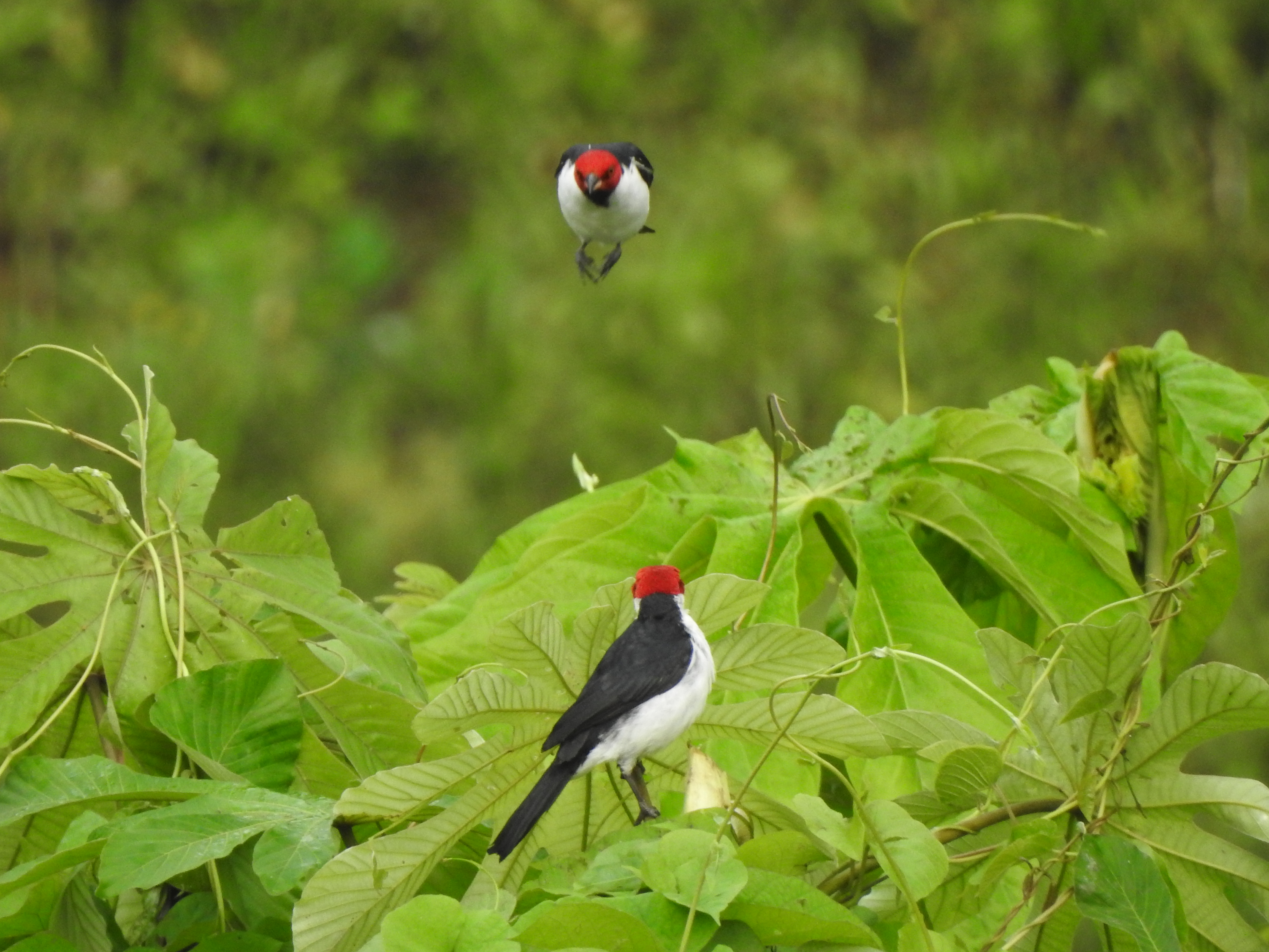 redcapcardinal - Copy