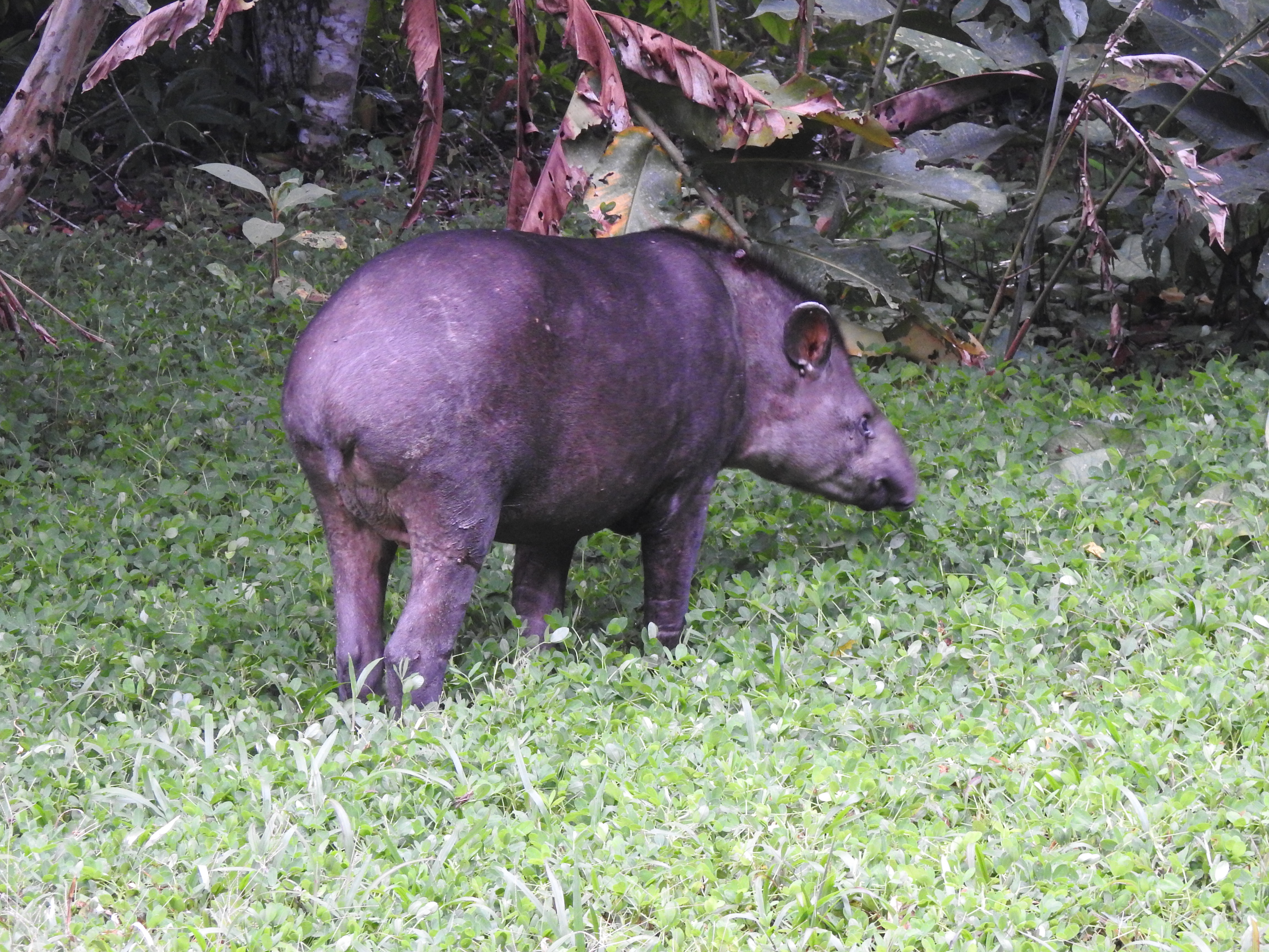 tapir1 - Copy