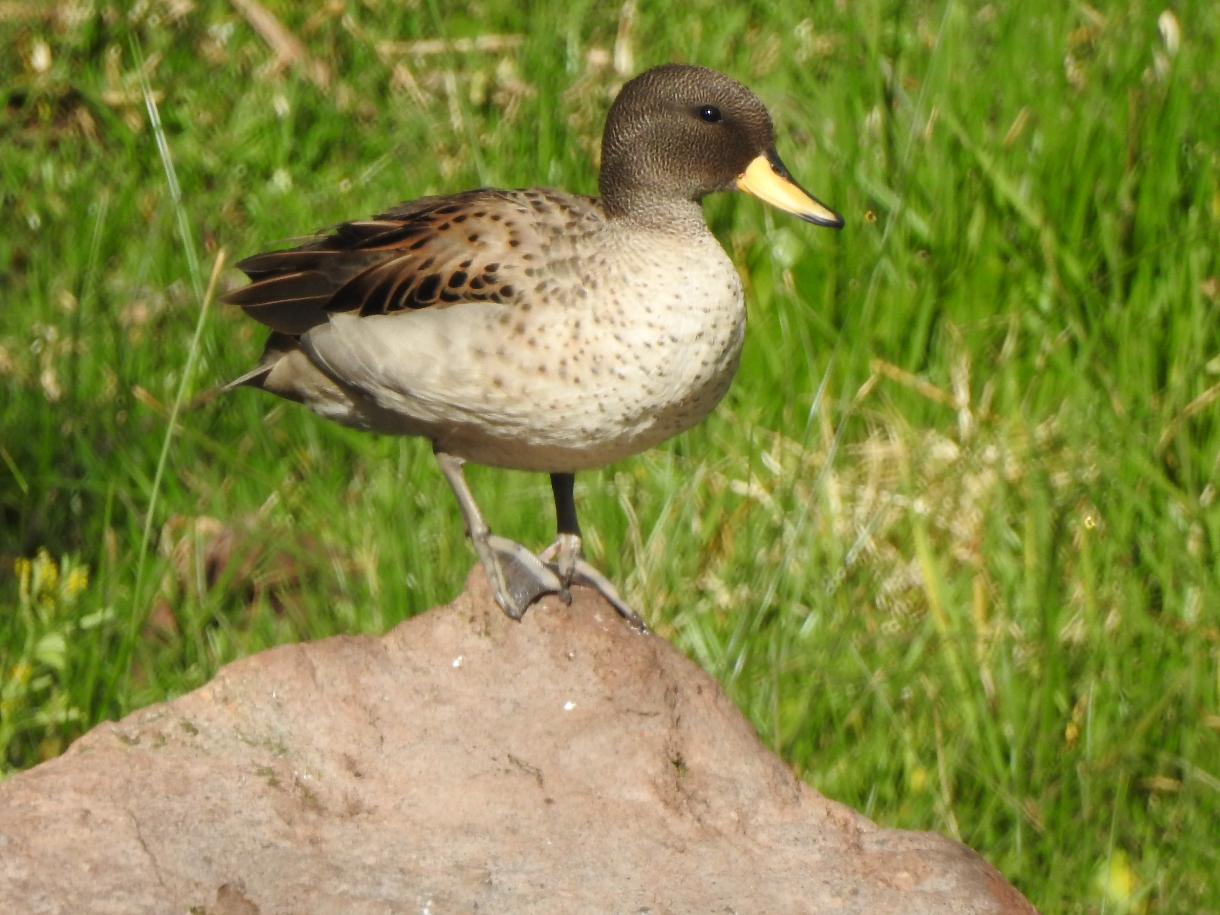 yellowbilledteal - Copy