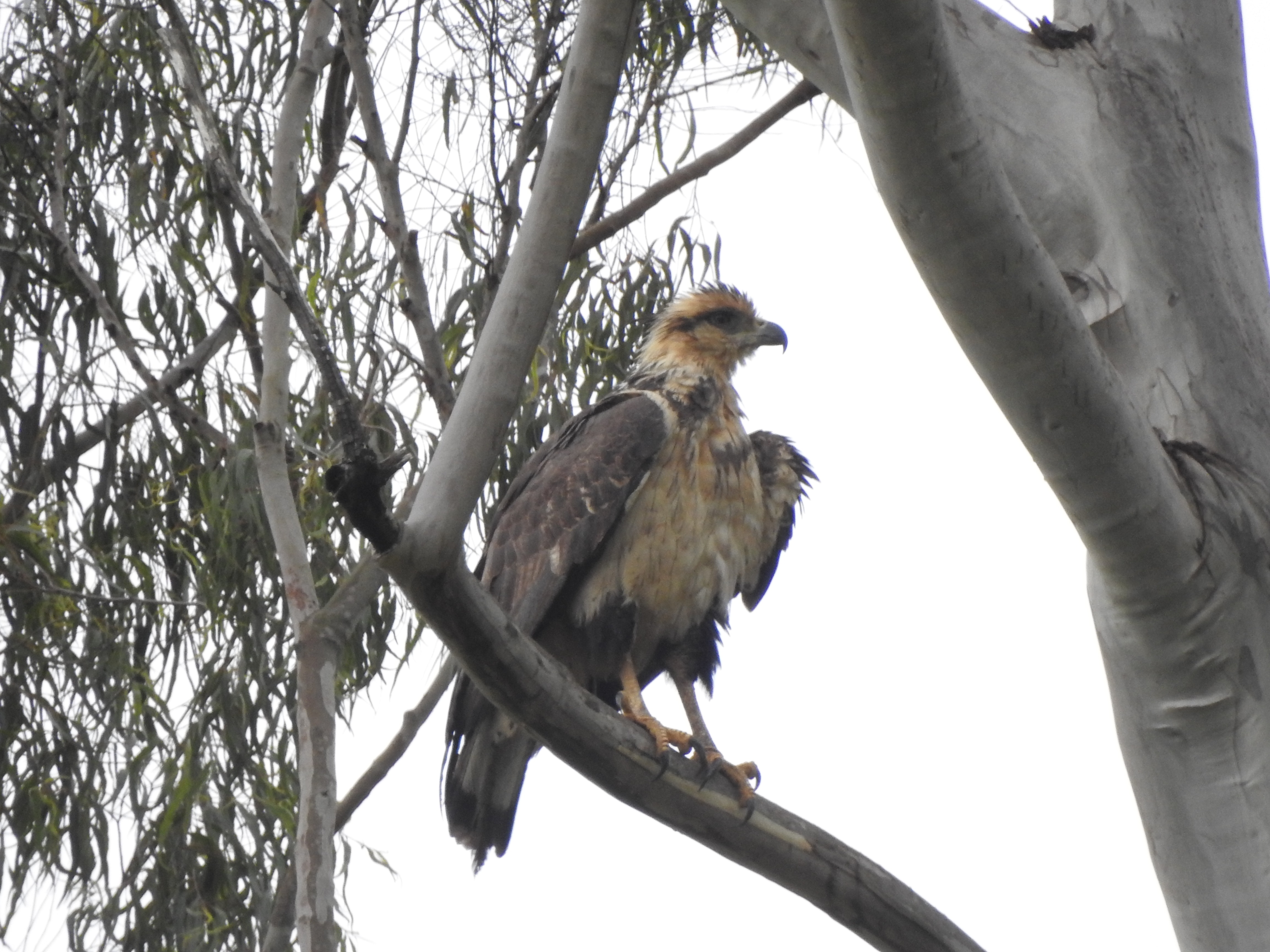 crownedsoliteagle