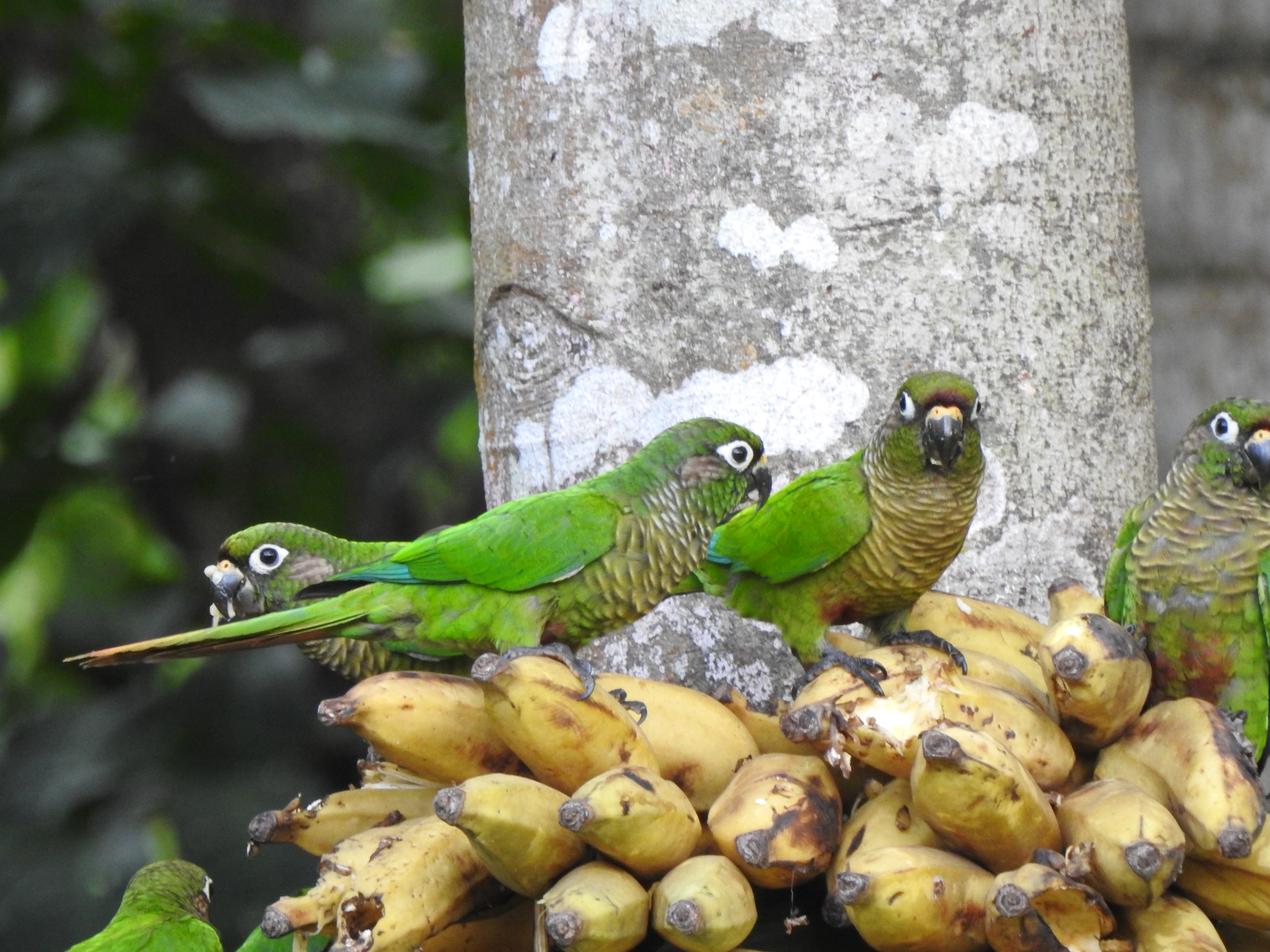 maroonbellpkeet