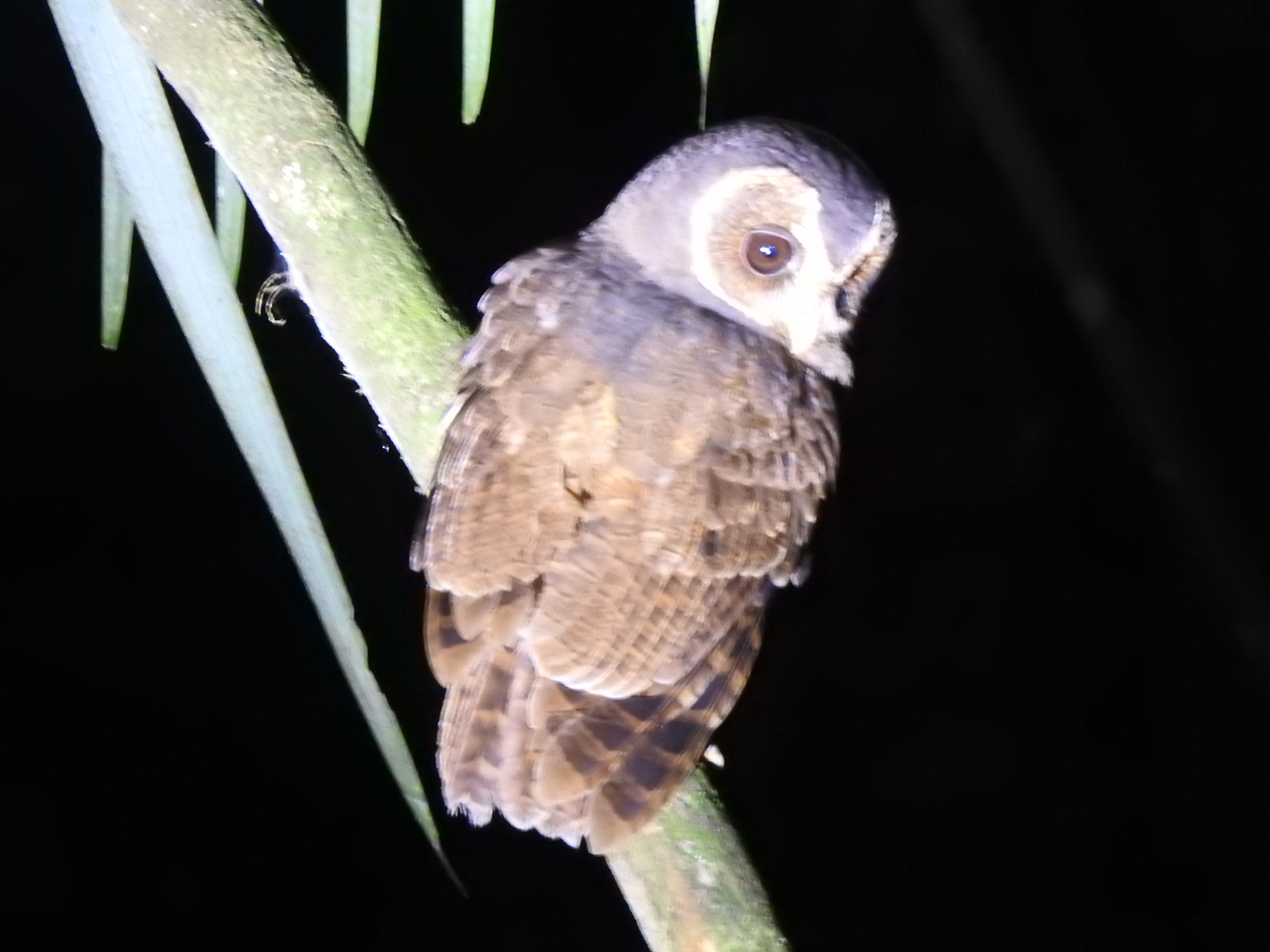 mottledowl