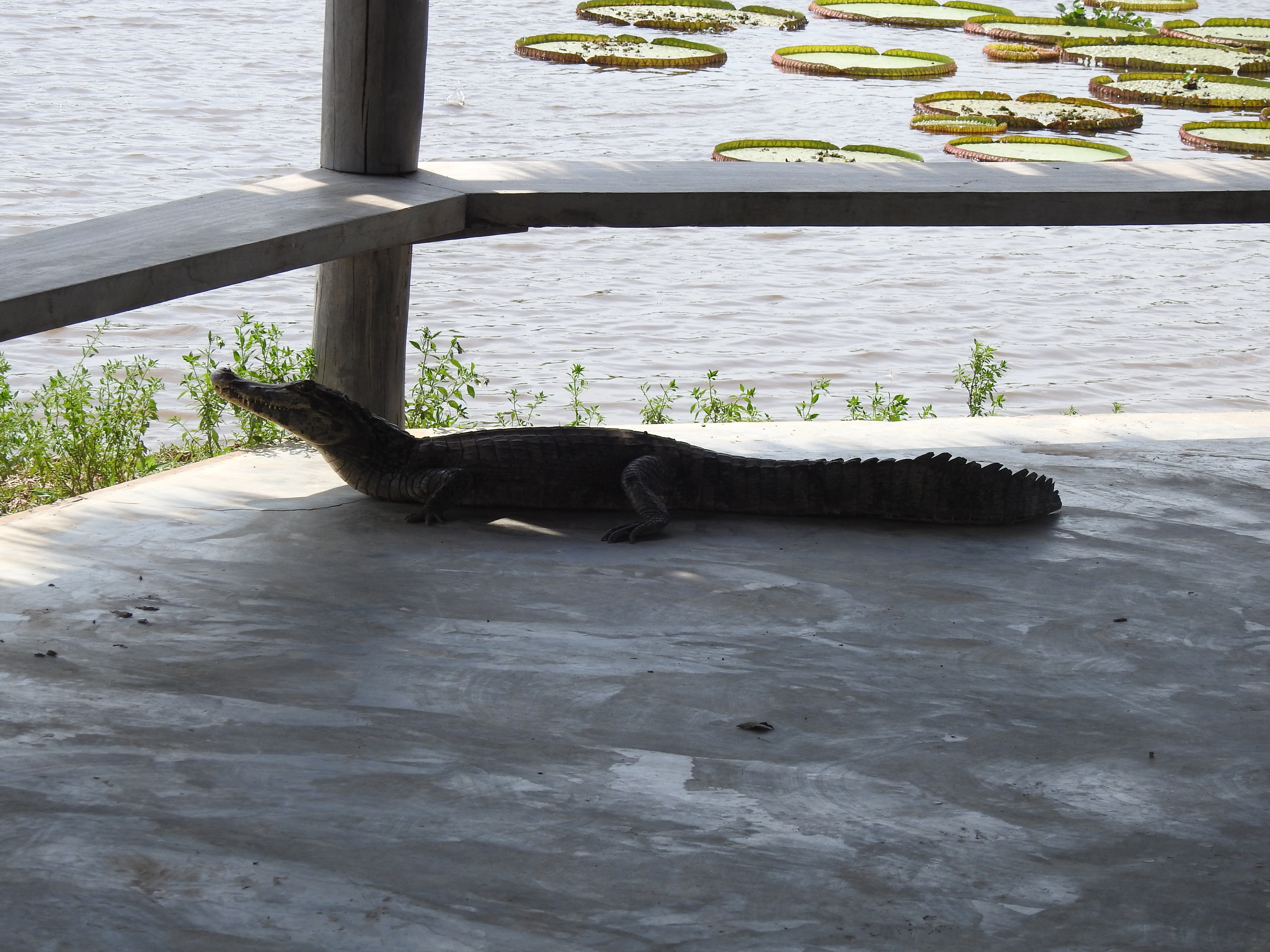 caiman