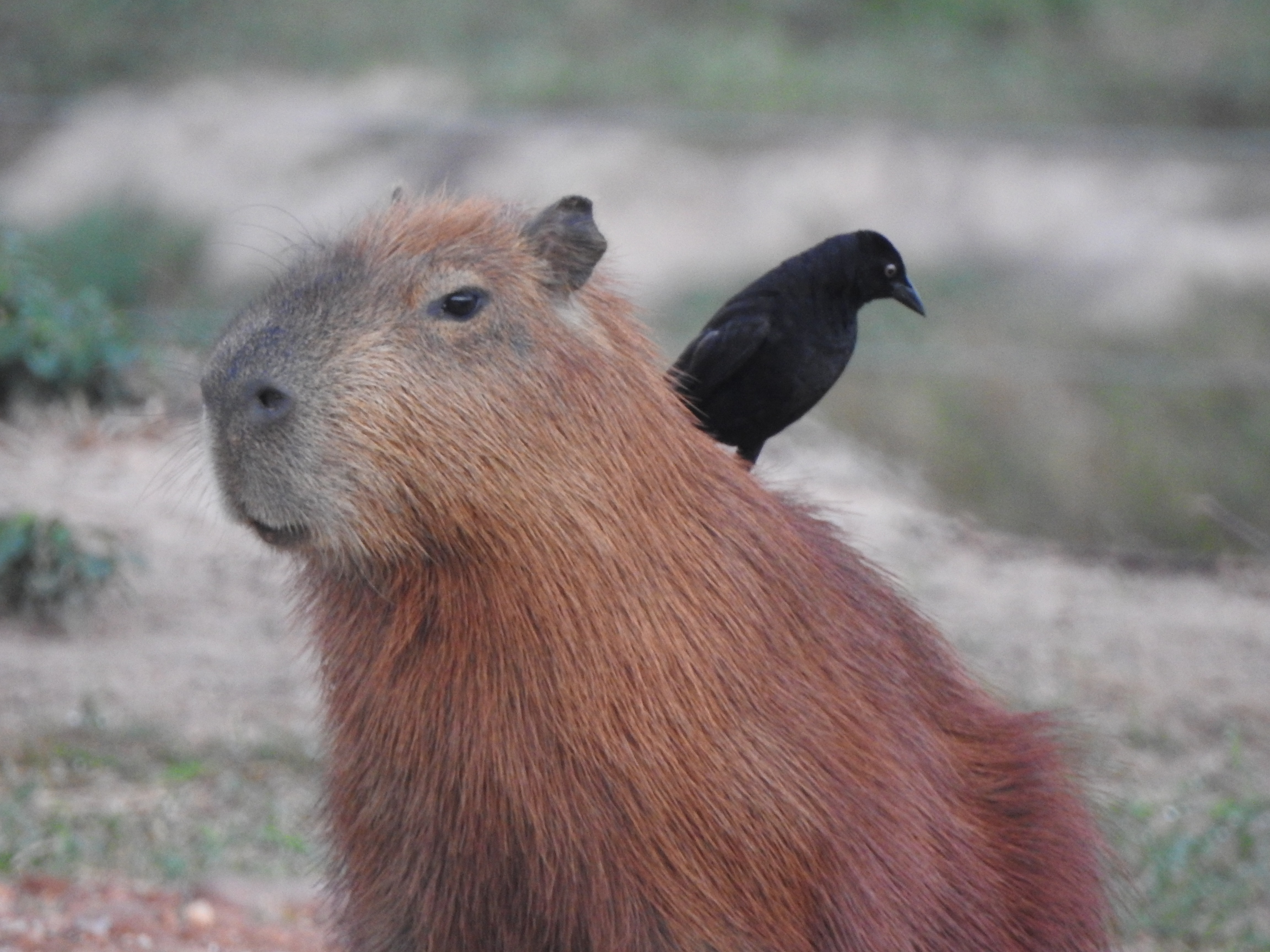capy2