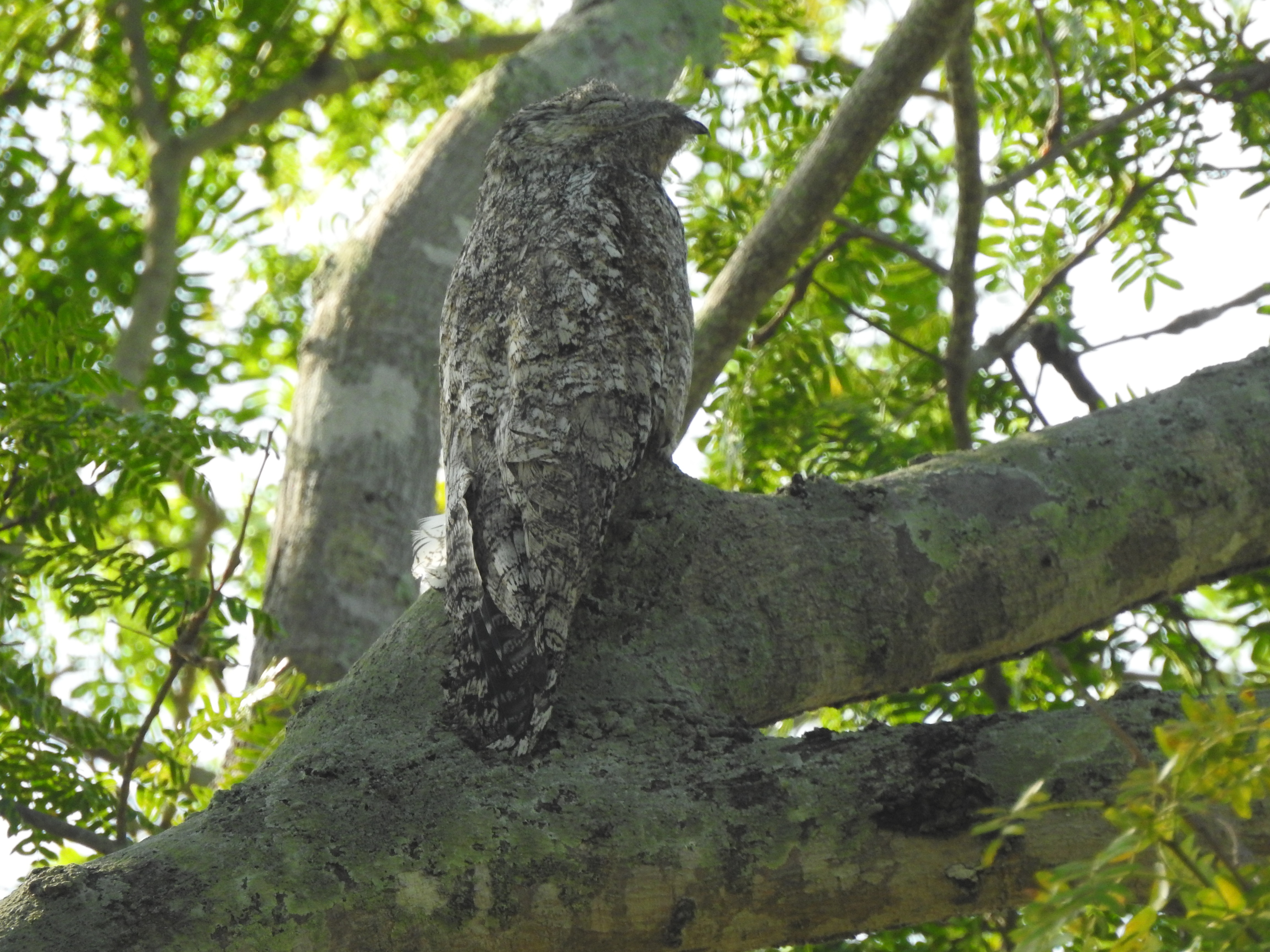 gpotoo