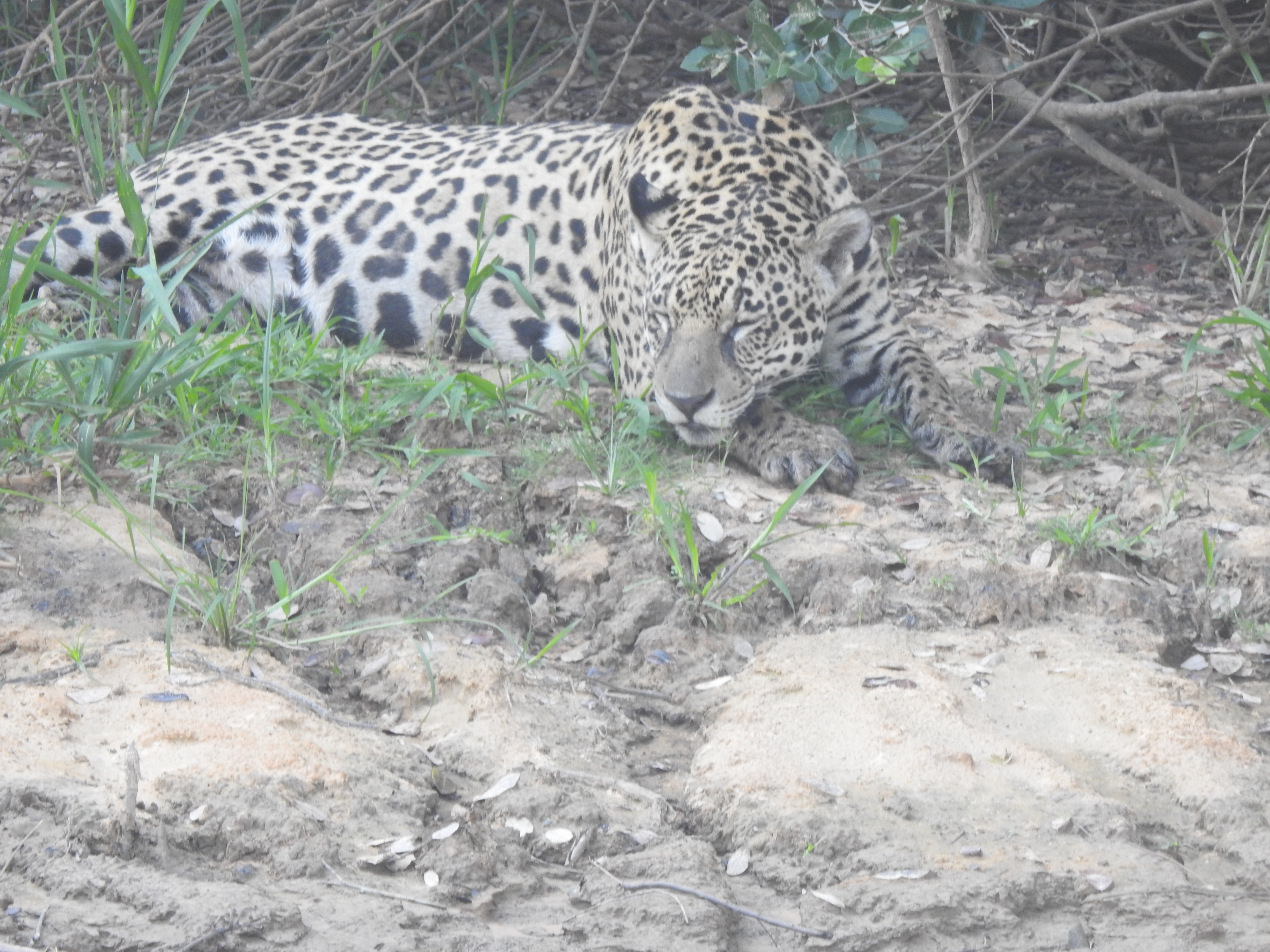 jag2