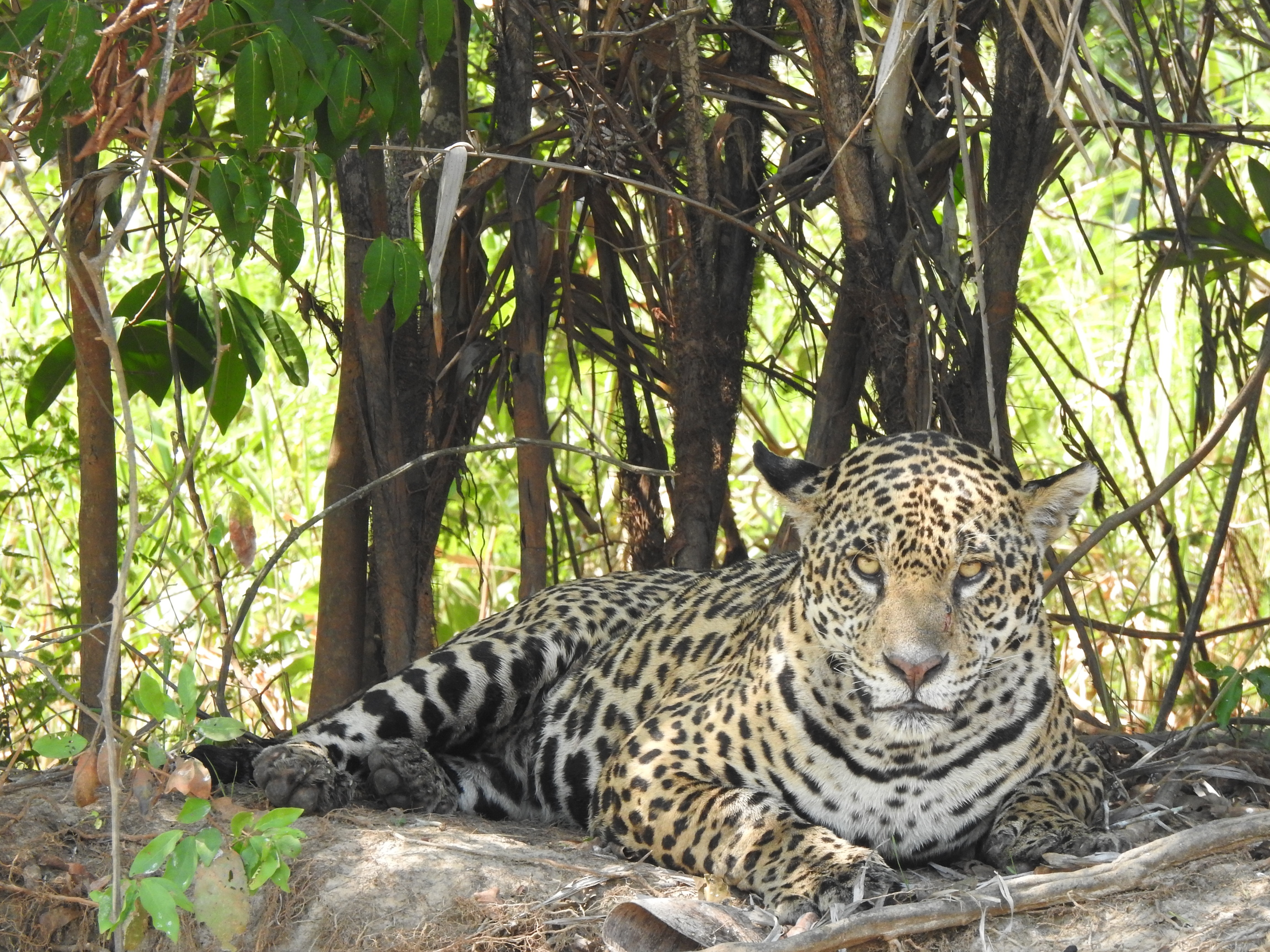 jag3