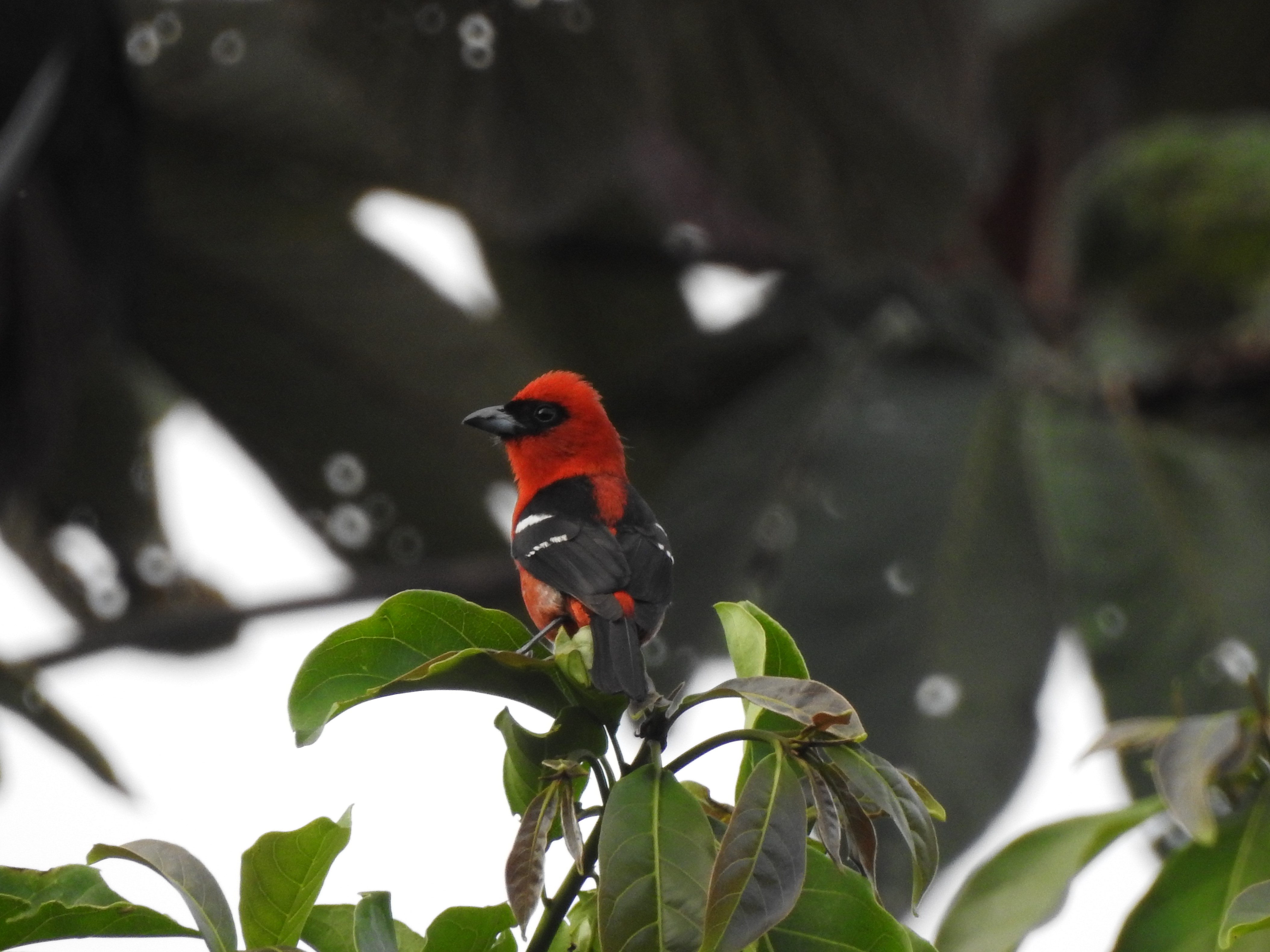 whitewingedtanager