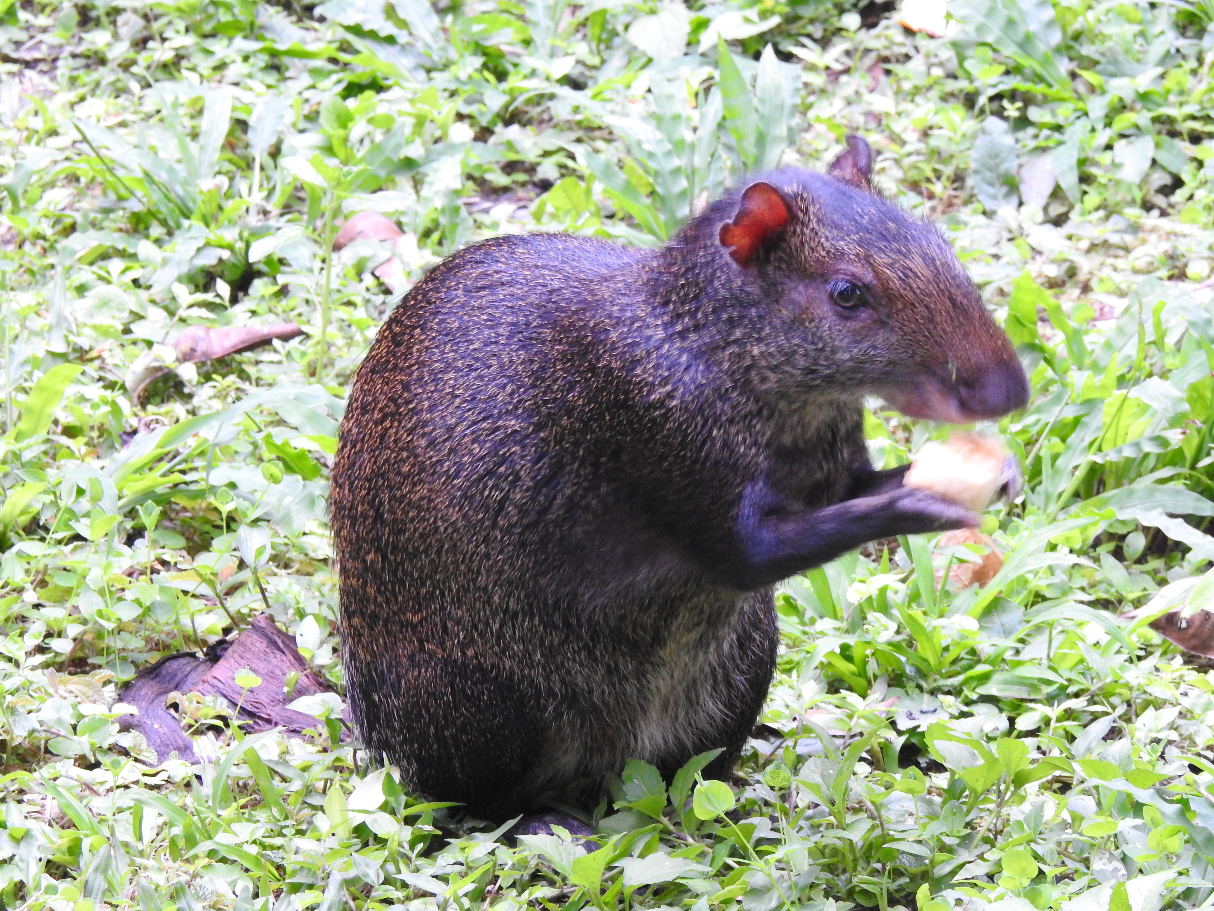 agouti
