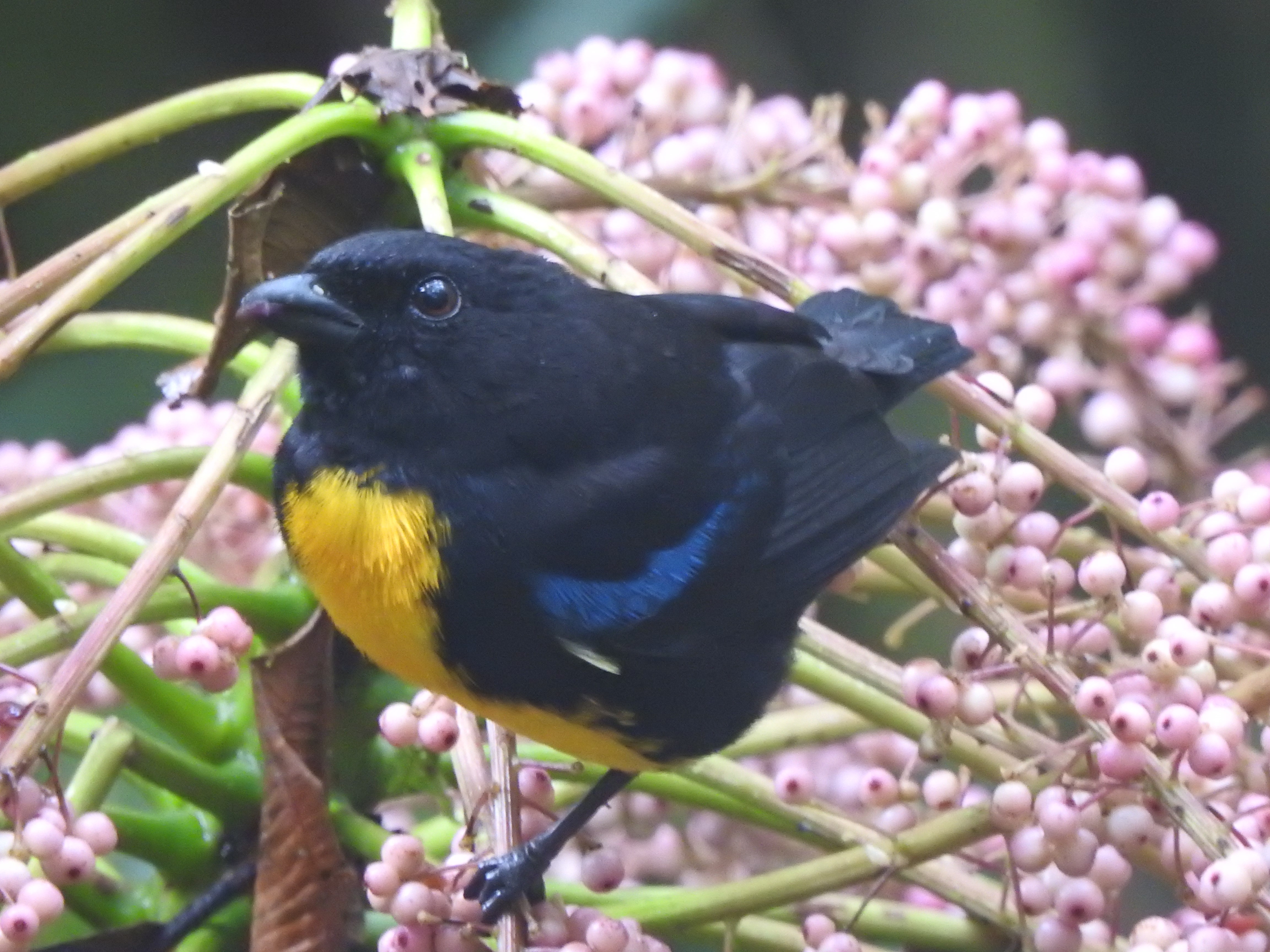 blackgoldtan2