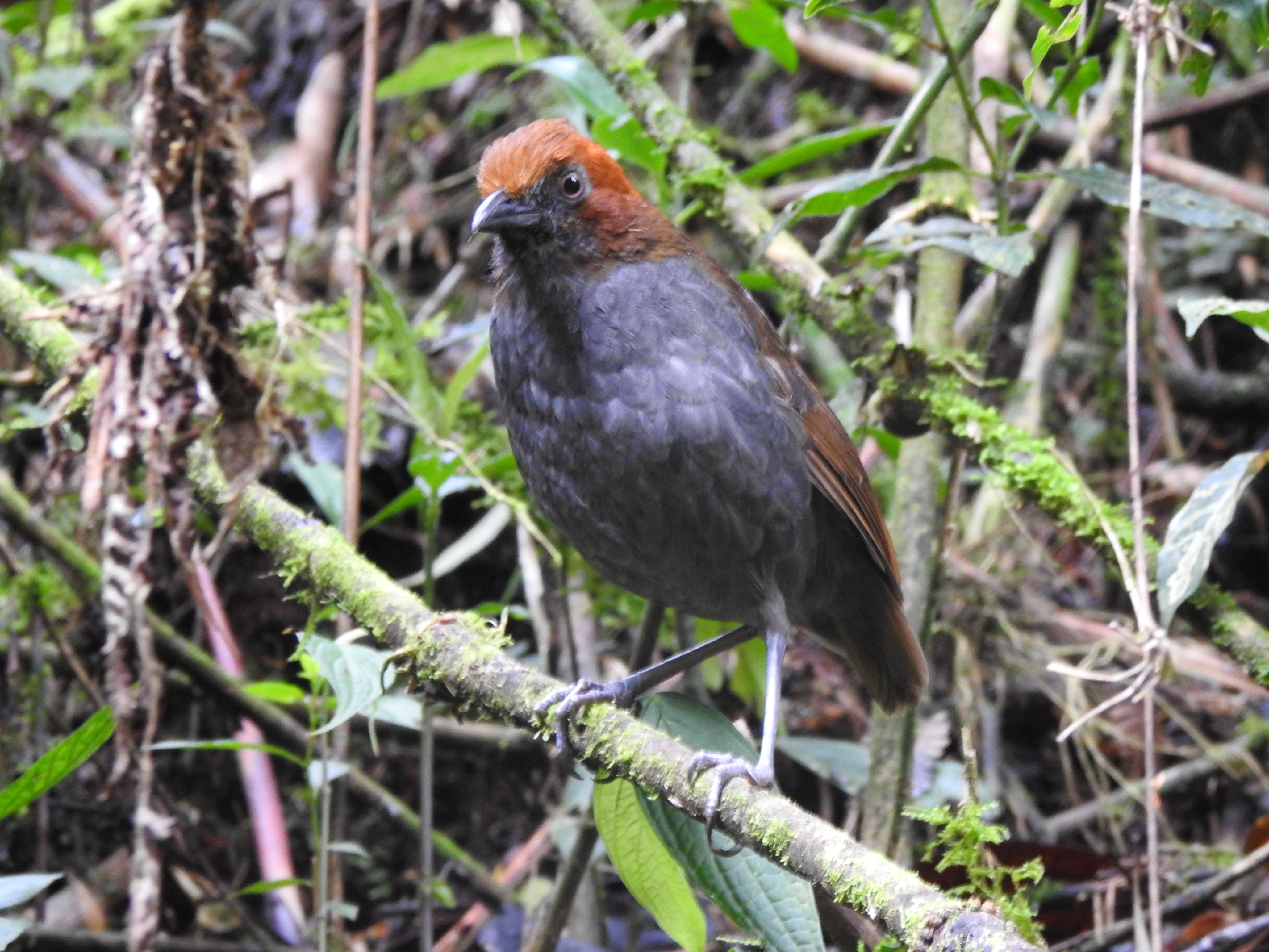 cnantpitta.jpg