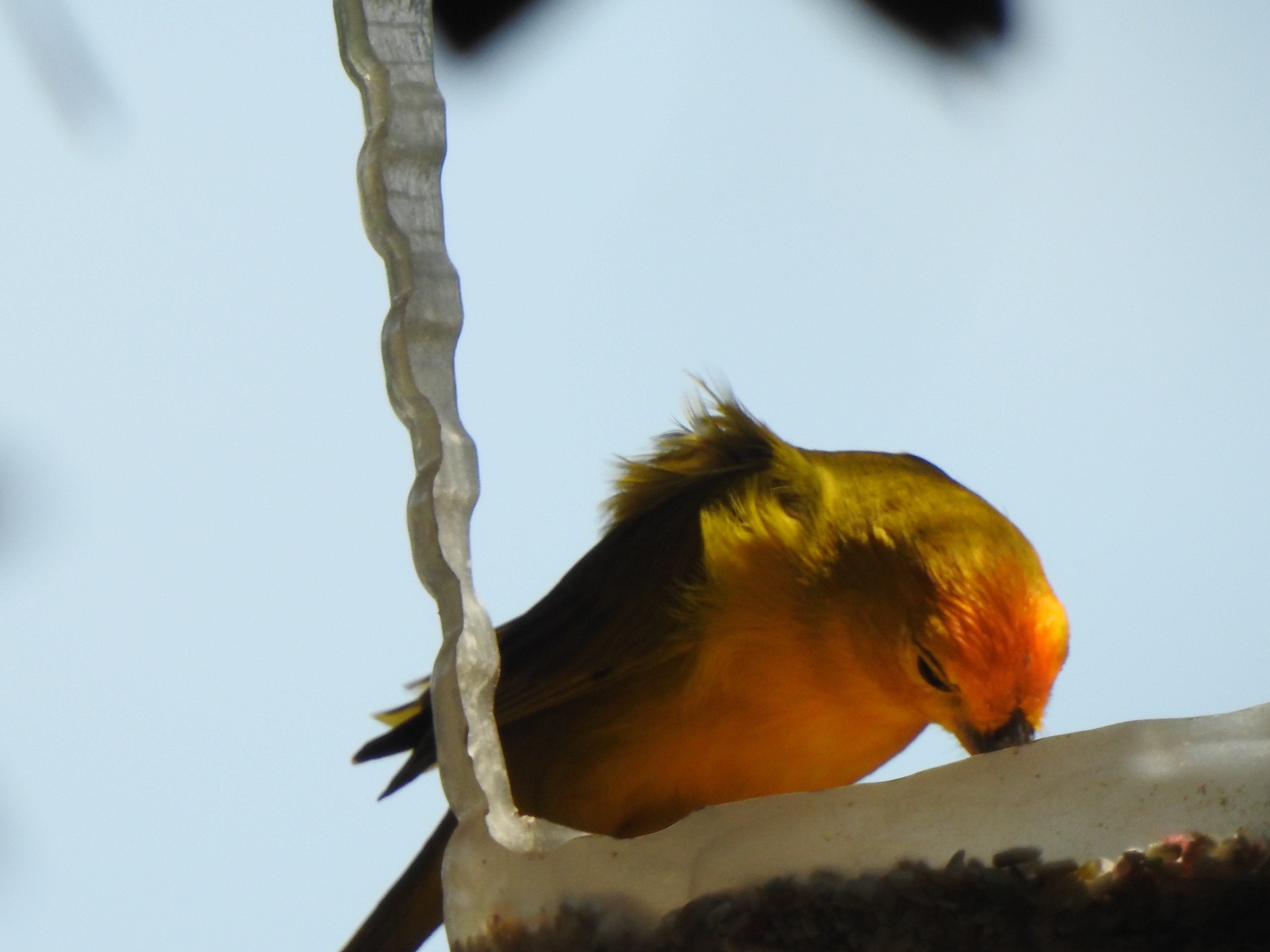 saffinch
