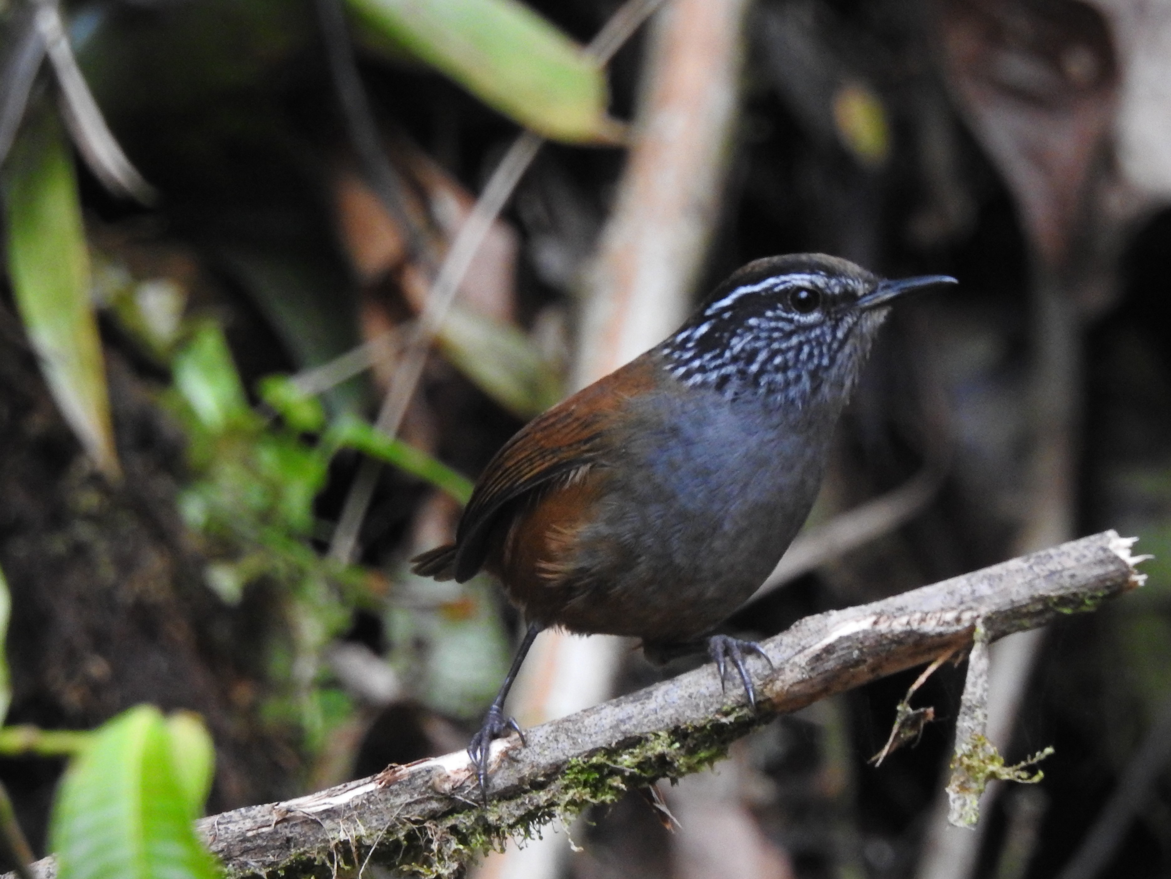 wren