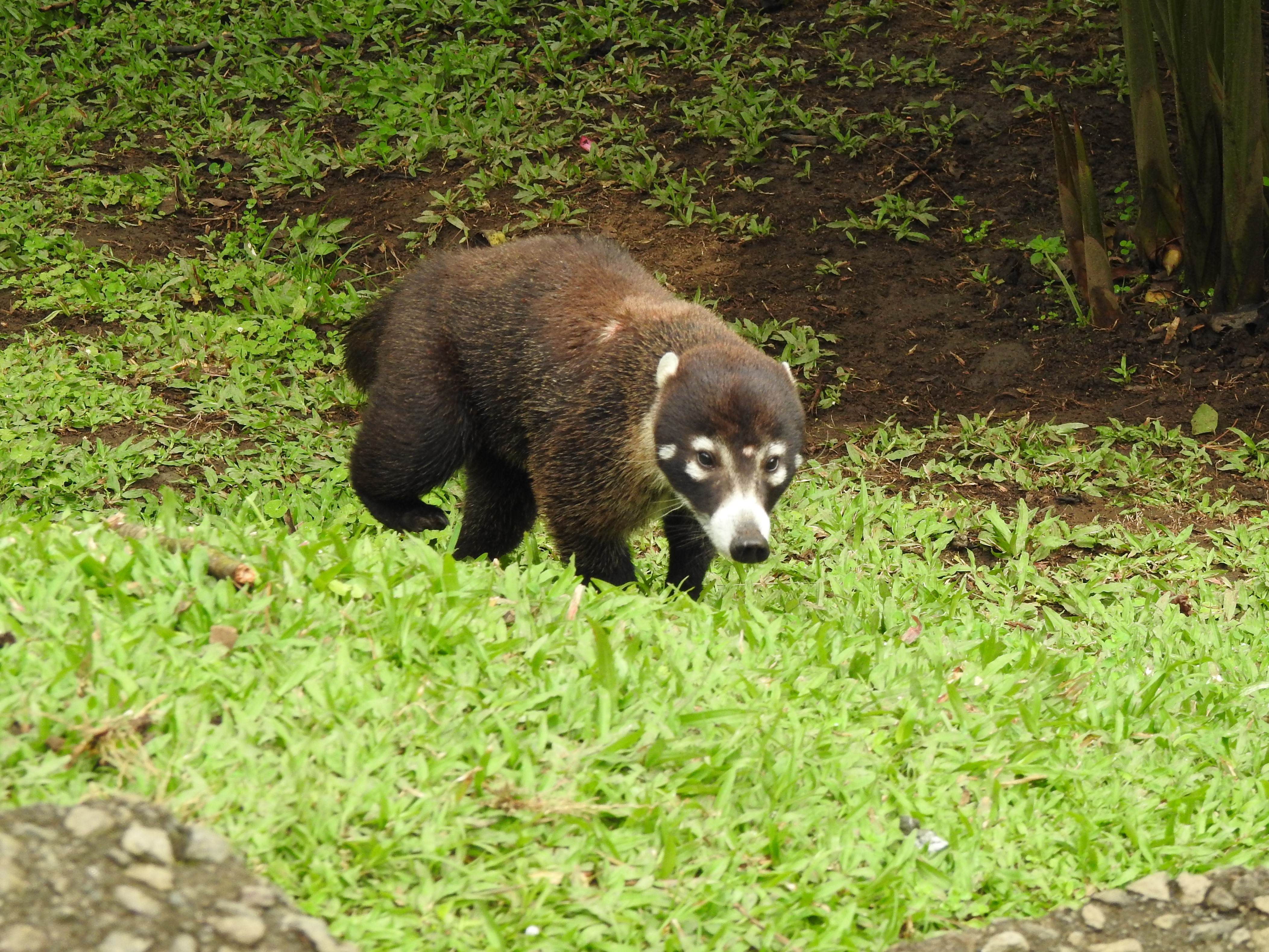 coati
