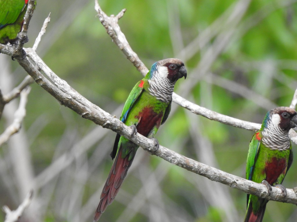 Green parakeet perched. Purplish tail, maroon belly, black face, white chest, blue on nape, red in shoulders.