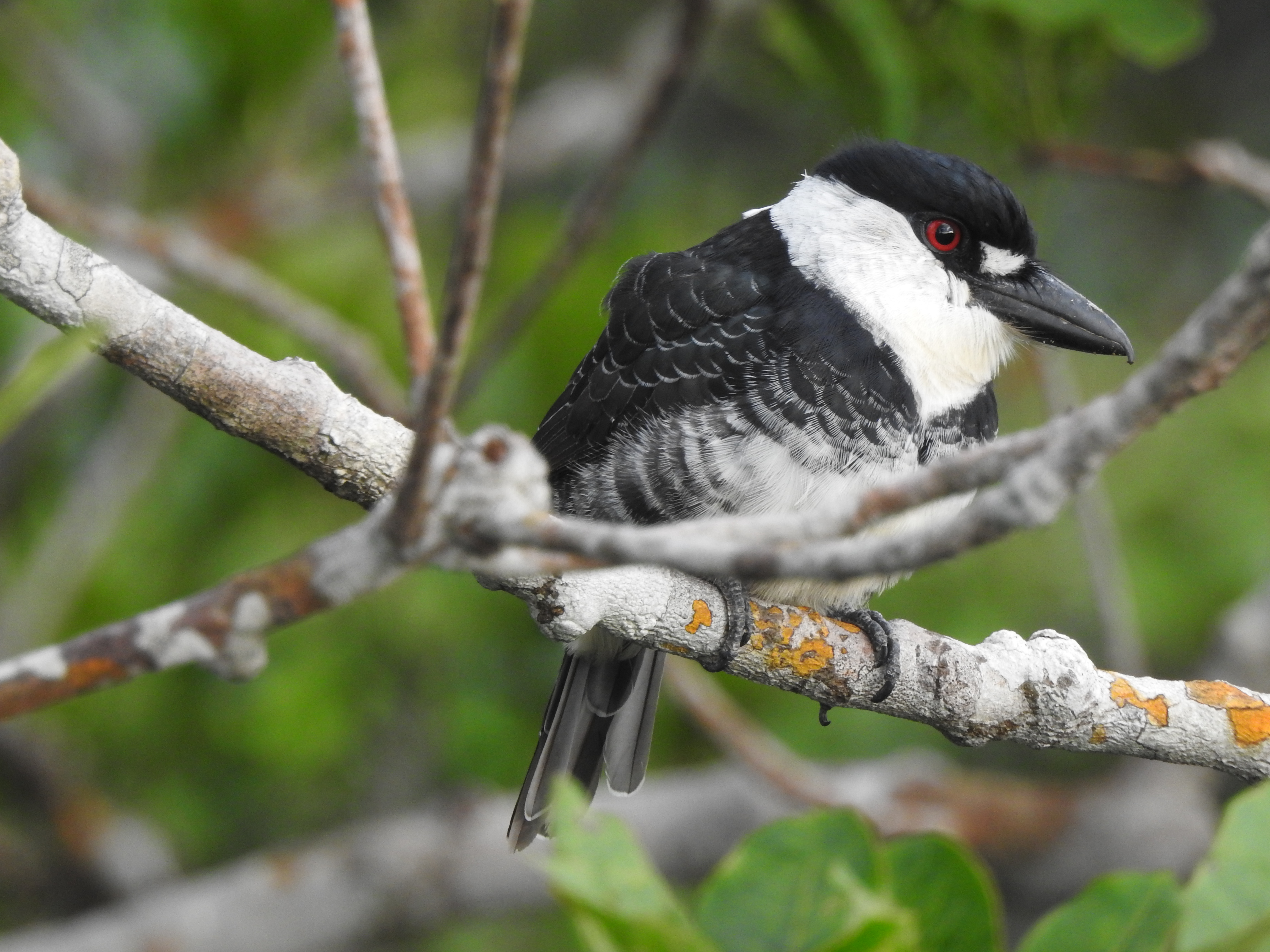 Pandemic Birding in Brazil, Part I: Abundance in Amazonas