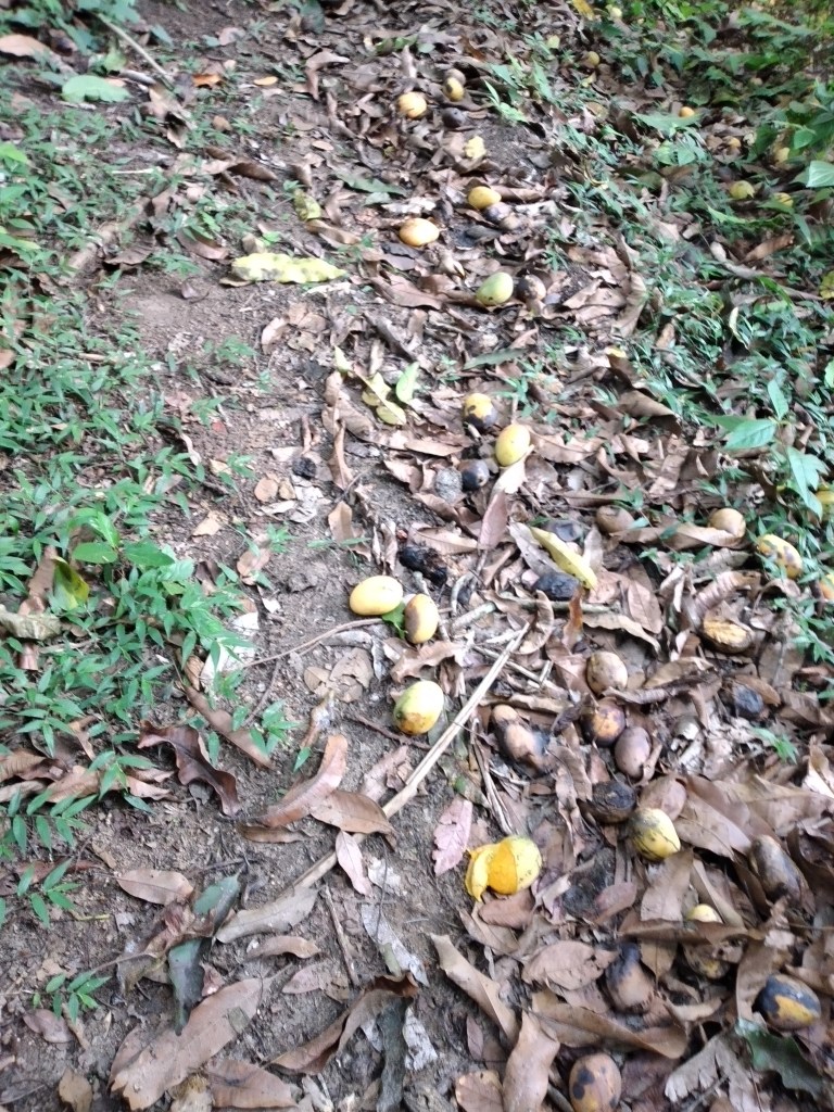 A forest path covered with ripe yellowish mangoes