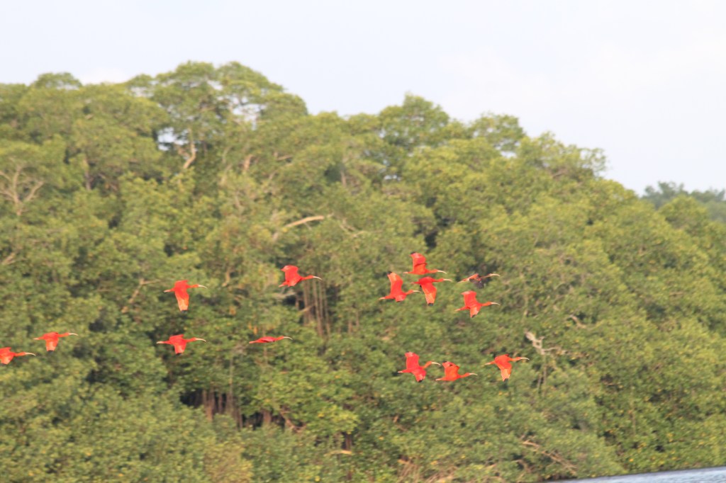 Flock of a dozen or so brilliant red ibis flying past mangrove trees.